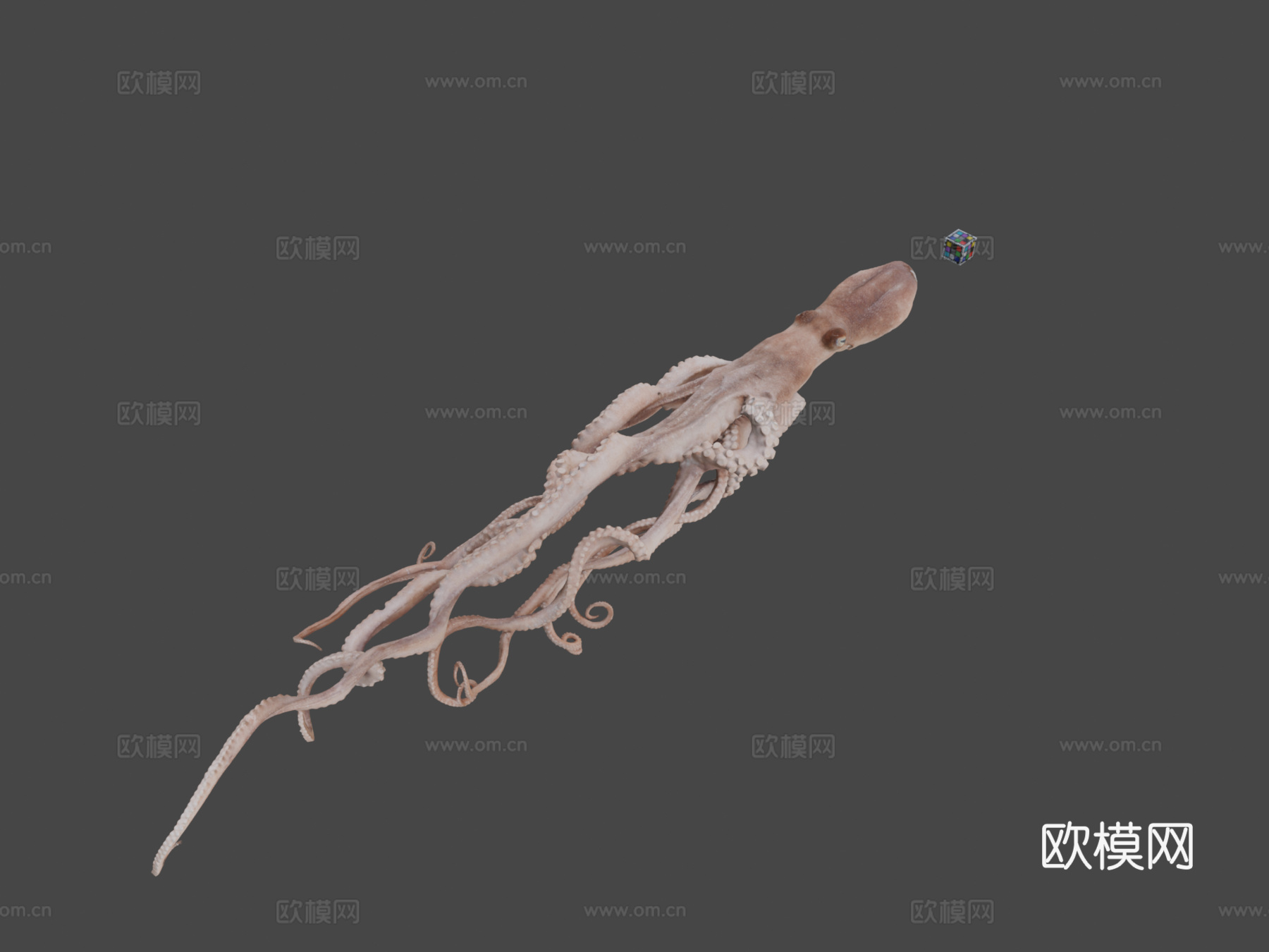 CC0长腕章鱼?长腕章鱼，小章鱼3d模型