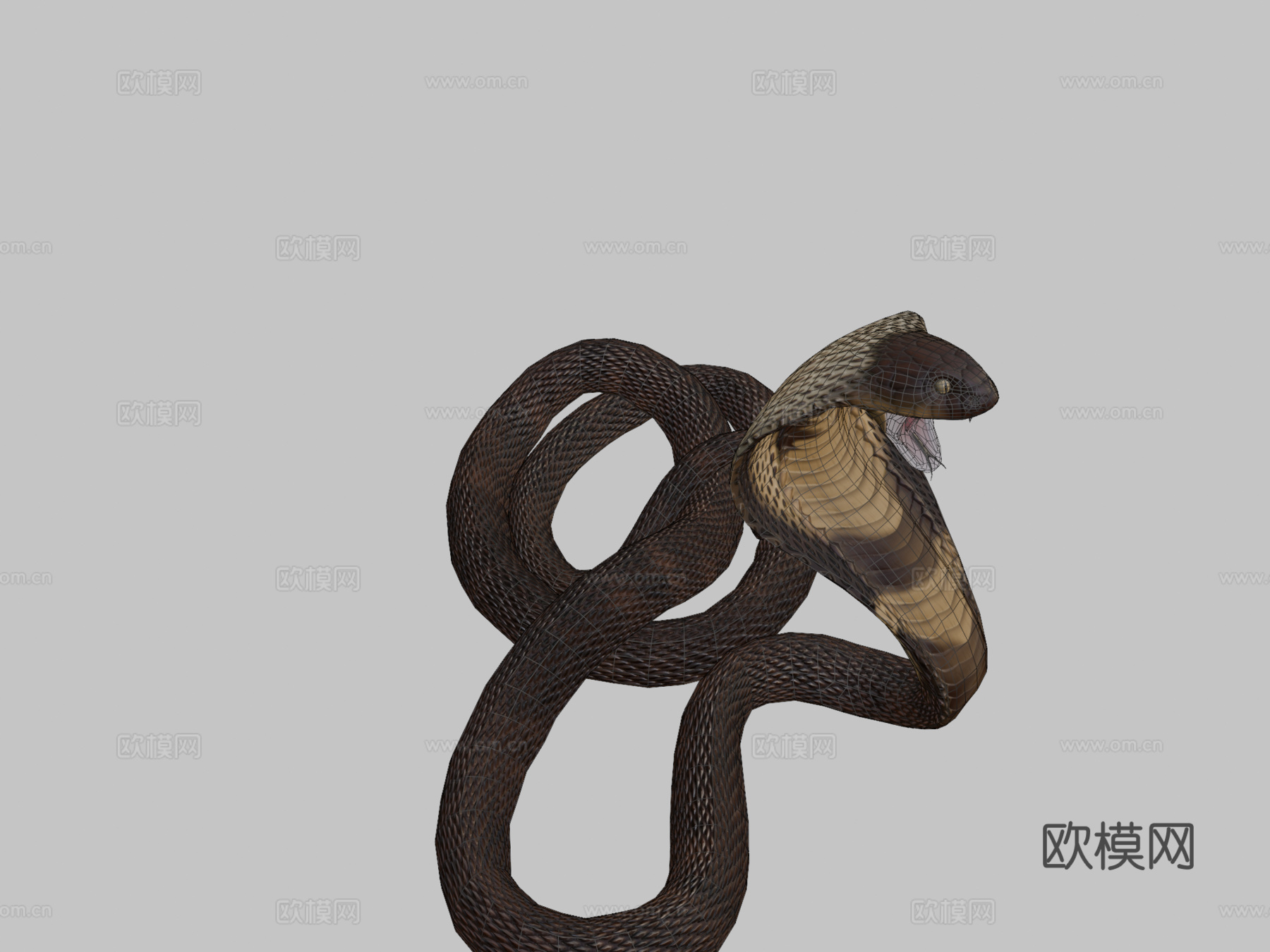 攻击眼镜蛇3d模型