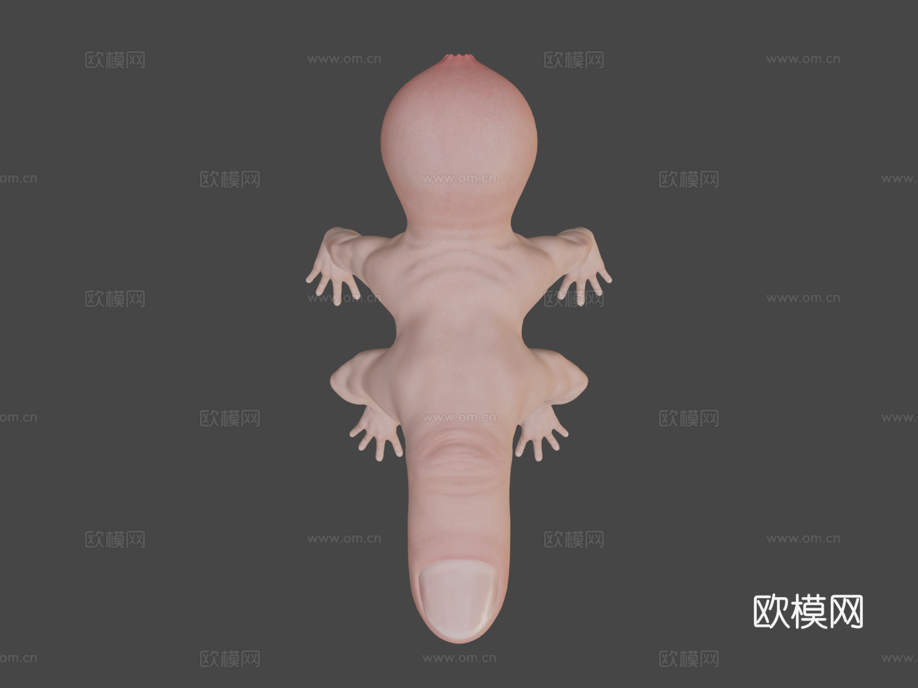 手指蜘蛛[仅模型]3d模型