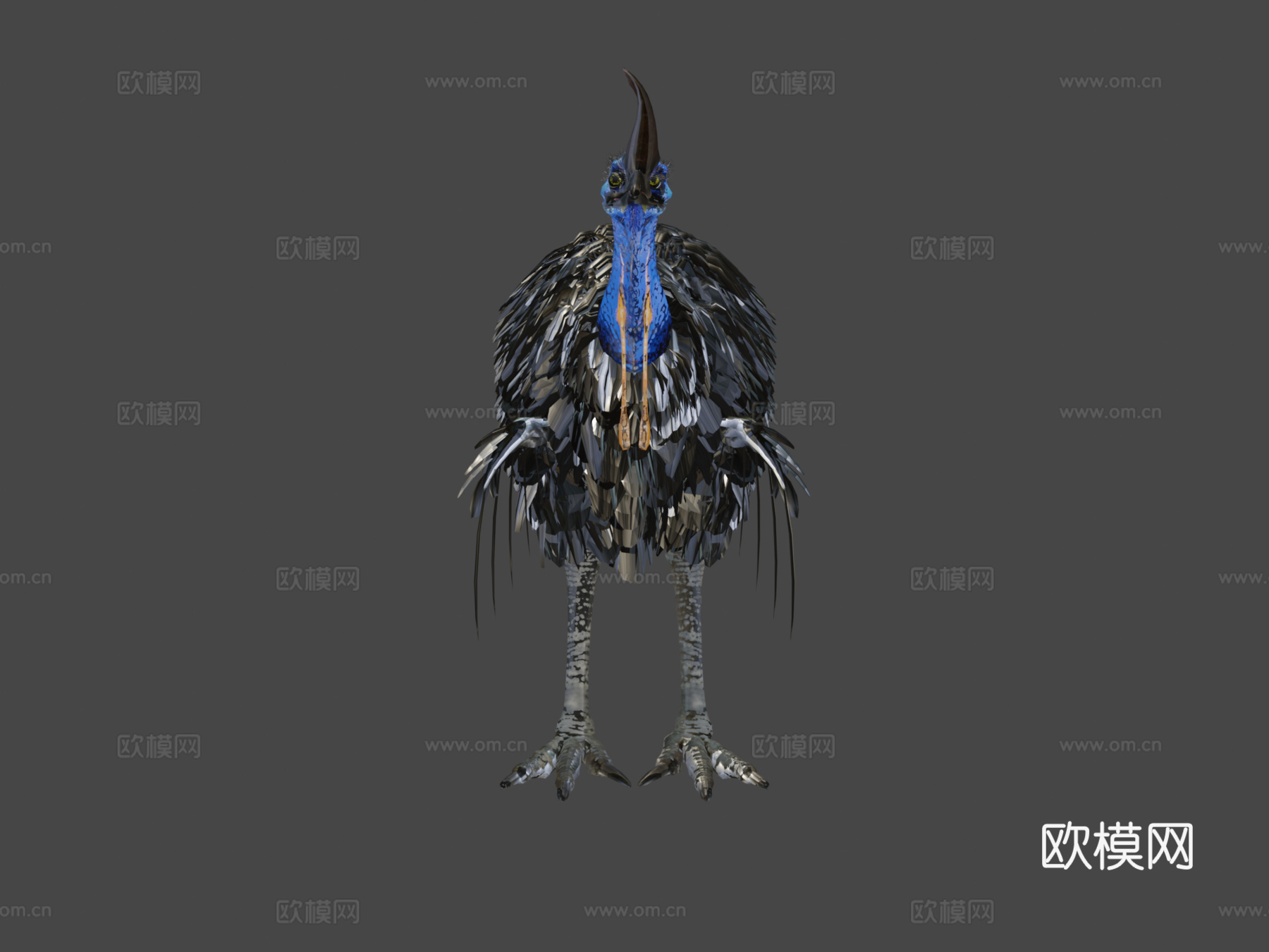 南方食火鸡3d模型