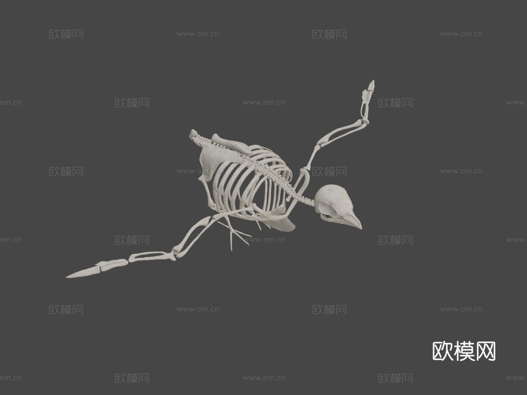 鸽子骨架3d模型