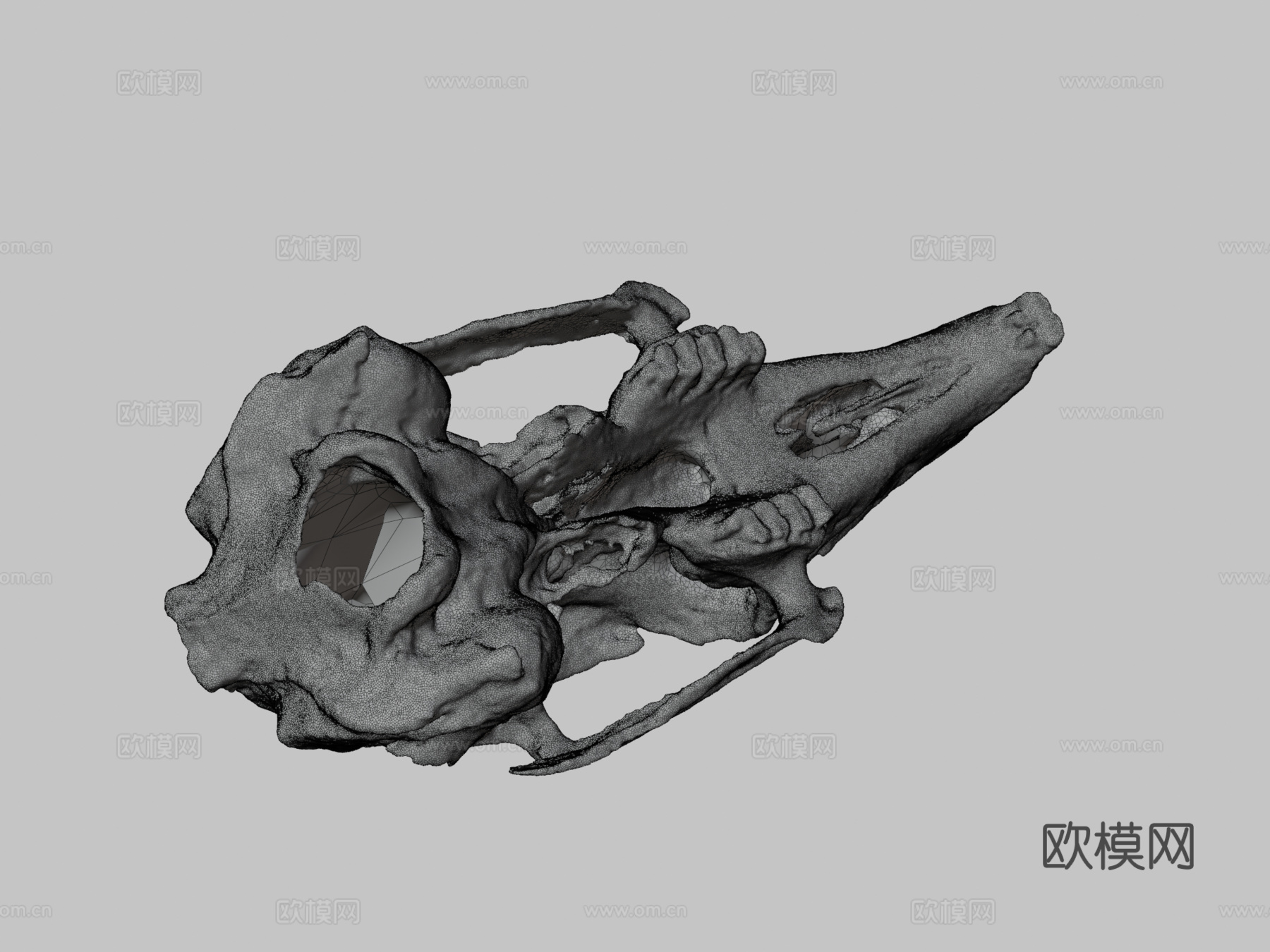 兔头骨摄影测量法3d模型