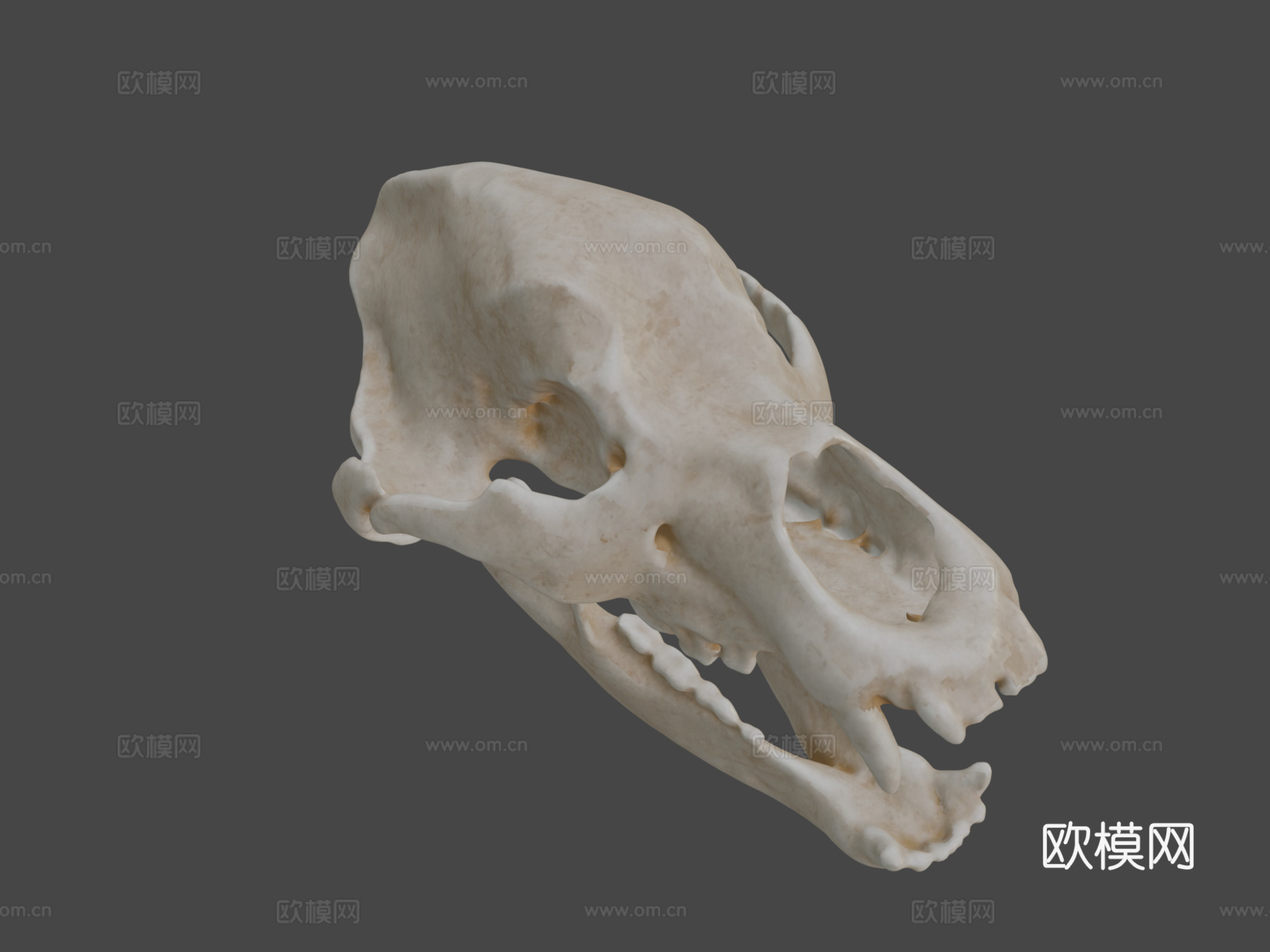 洞穴熊头骨3d模型