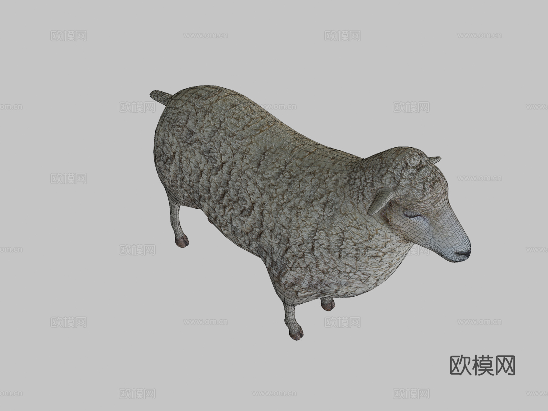 绵羊3d模型