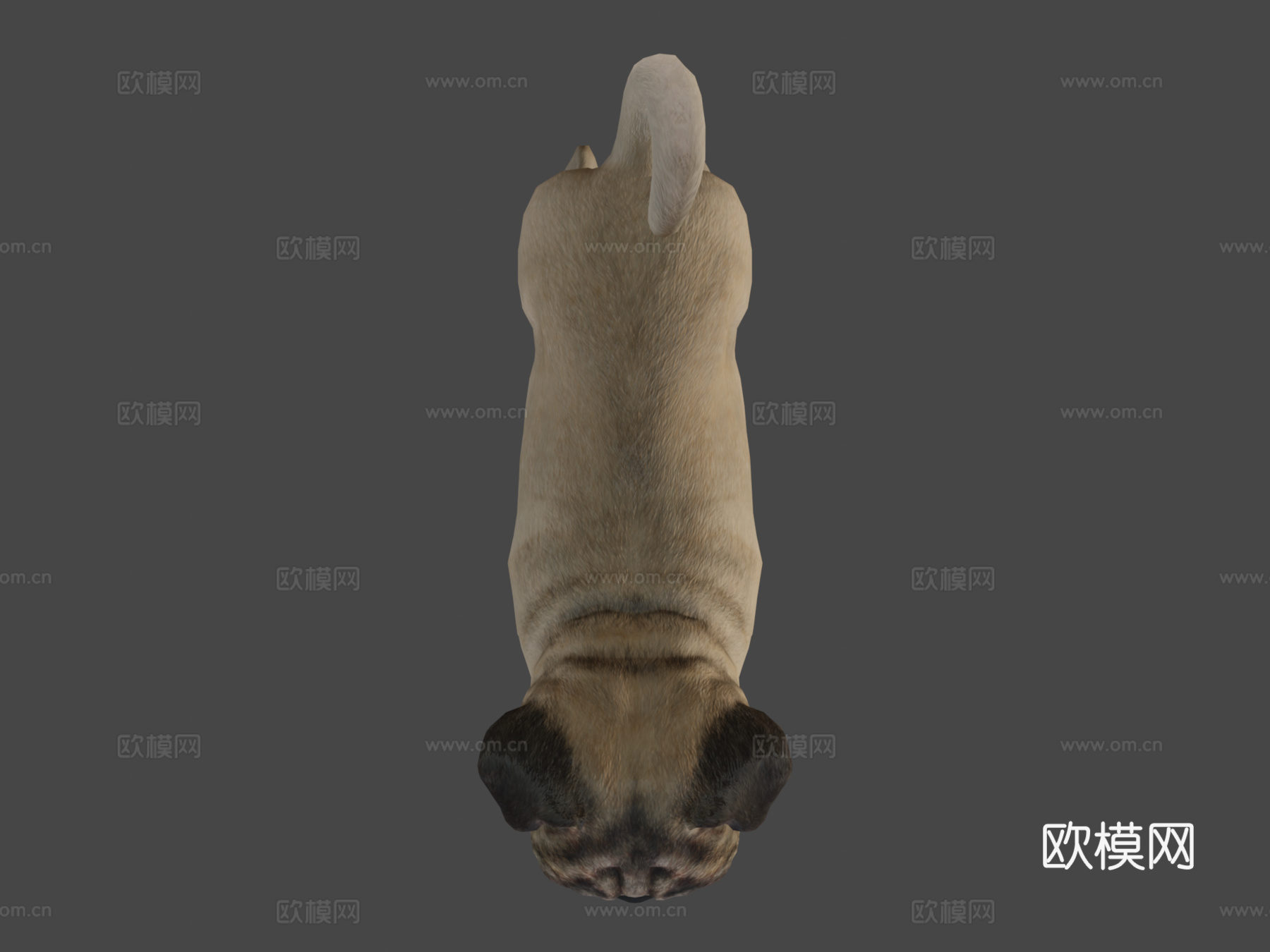 狗-哈巴狗3d模型