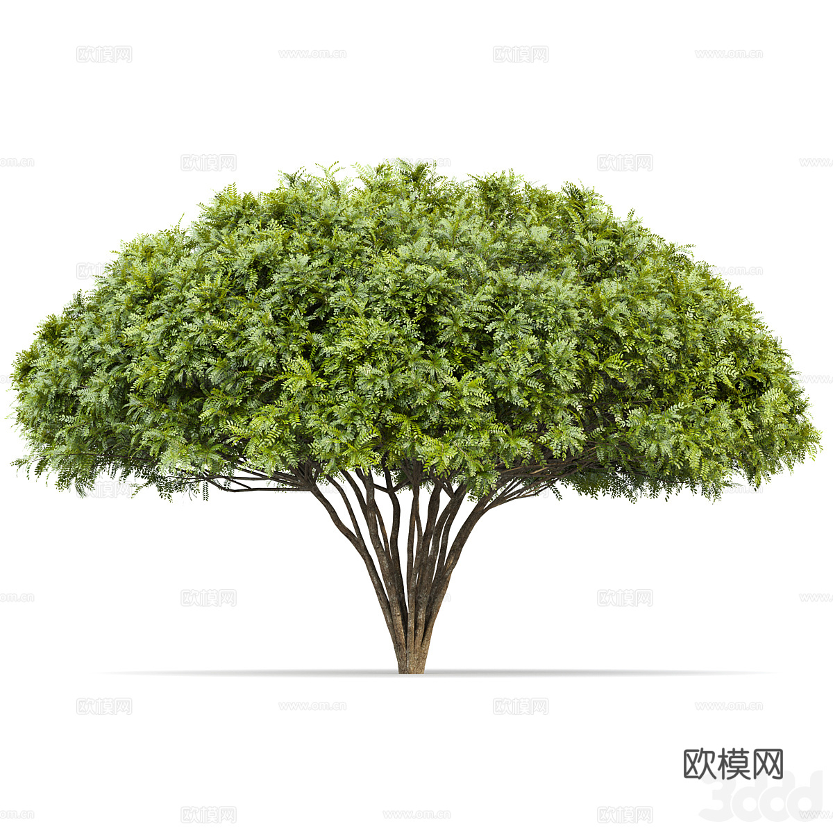 现代景观树 灌木3d模型