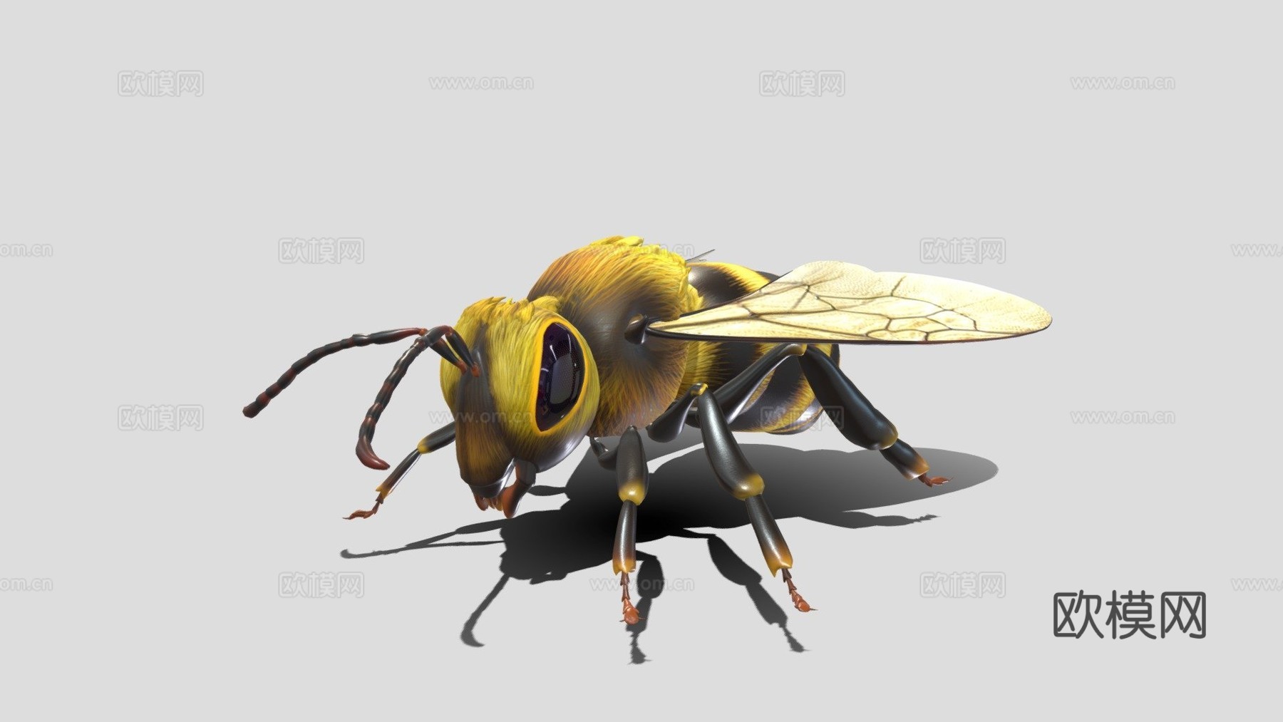 动画蜜蜂3d模型