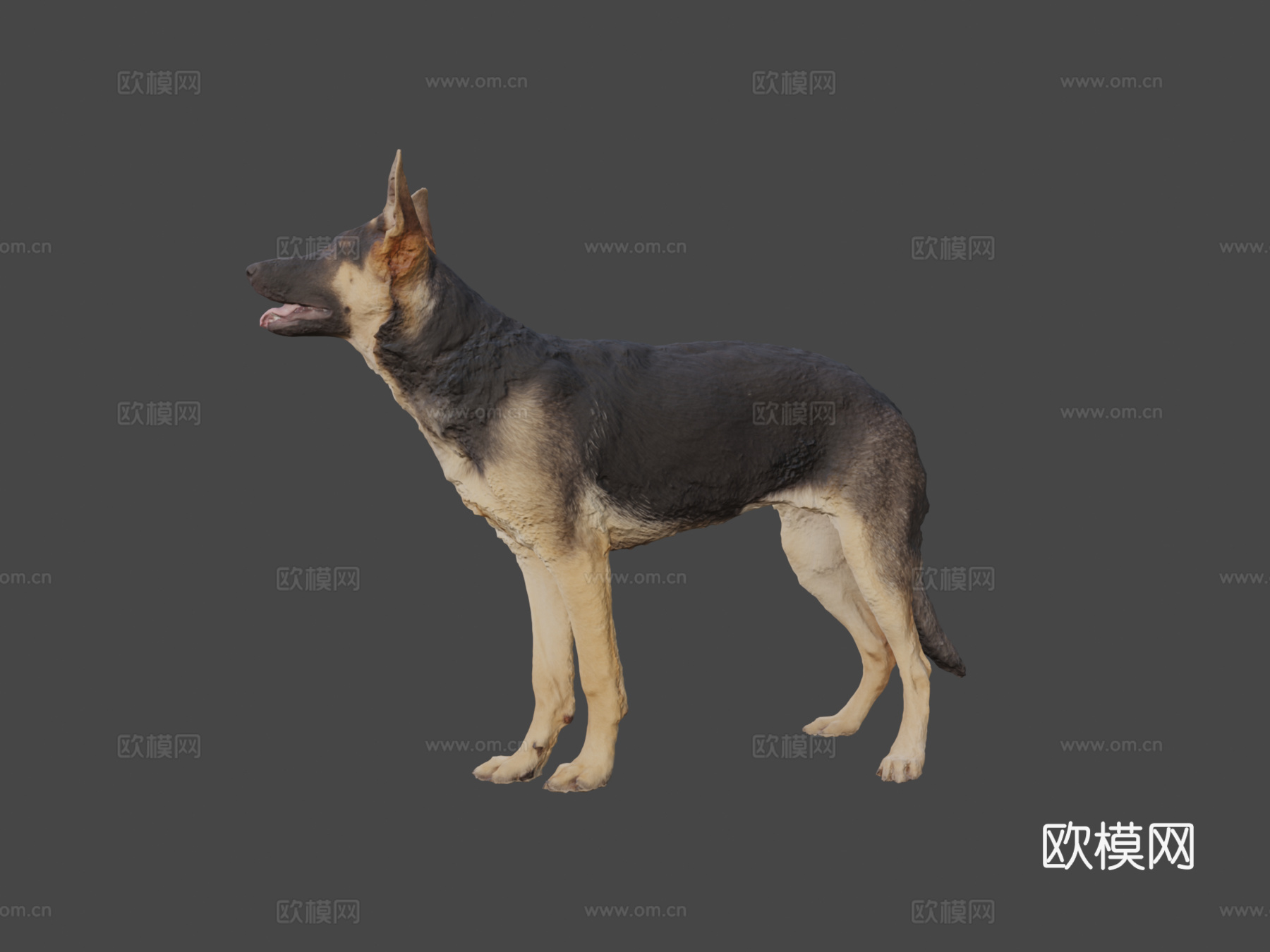 CD_德国牧羊犬幼犬扫描3d模型