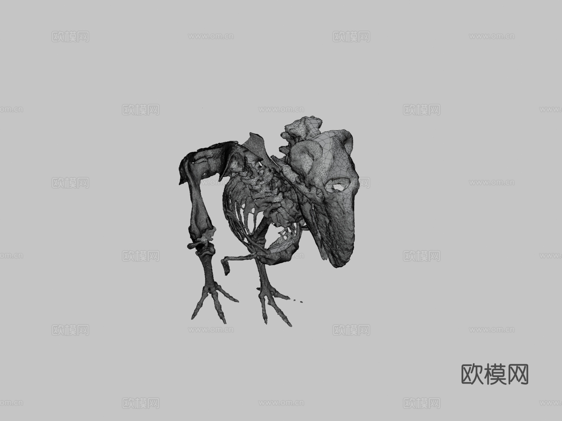 不飞鸟化石骨架3d模型