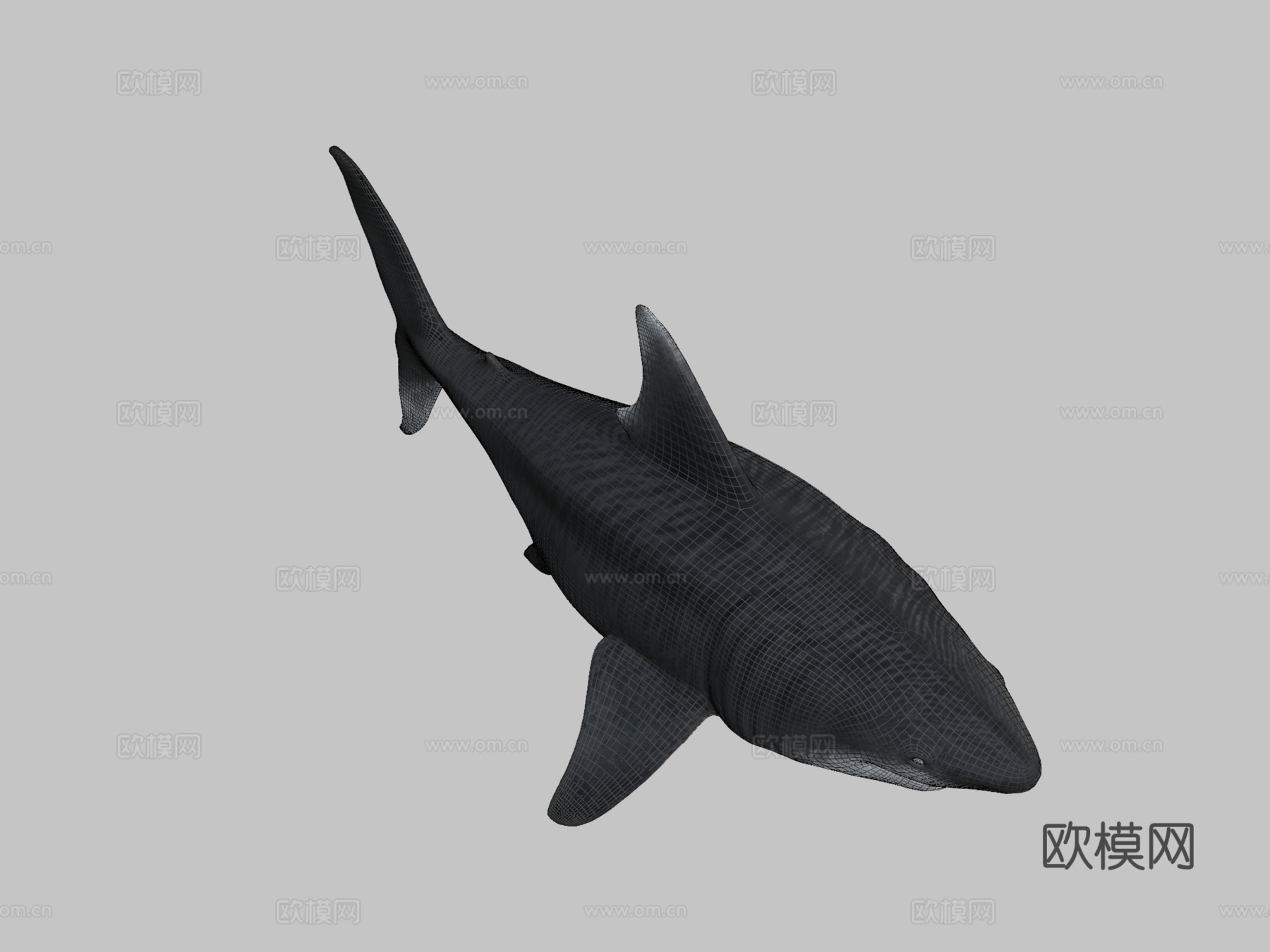 巨齿鲨3d模型