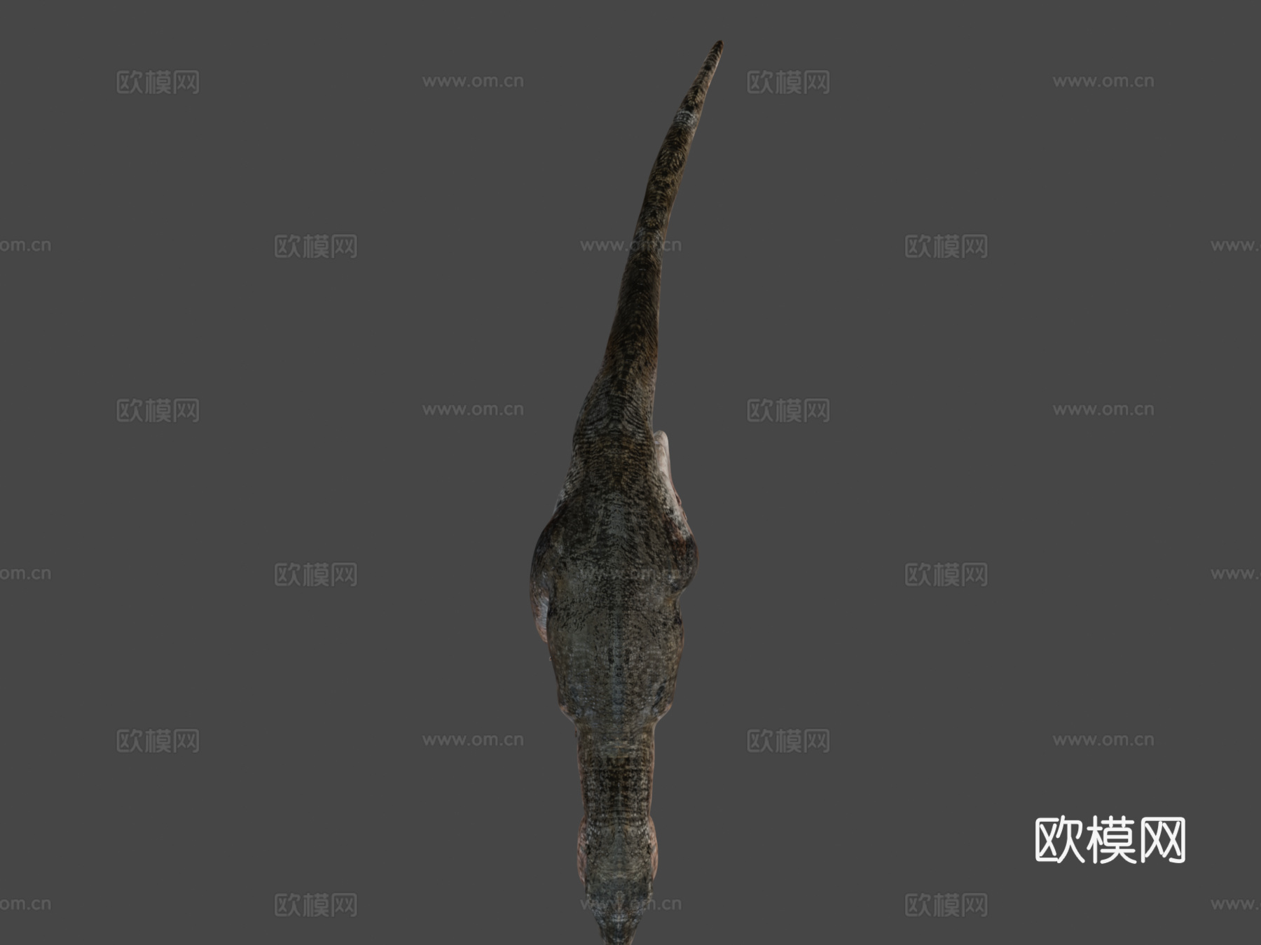 可动霸王龙骨架3d模型