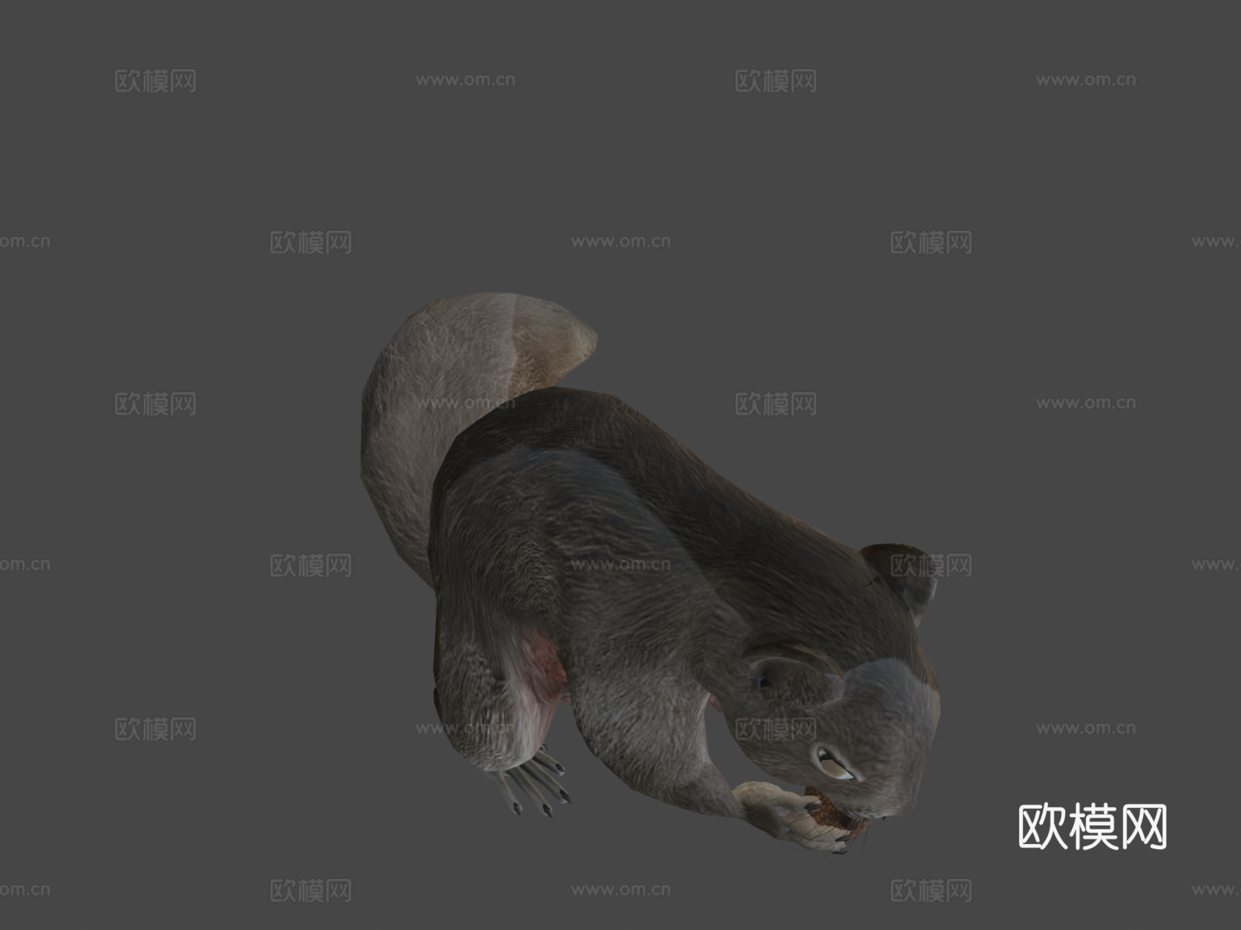 松鼠动画3d模型