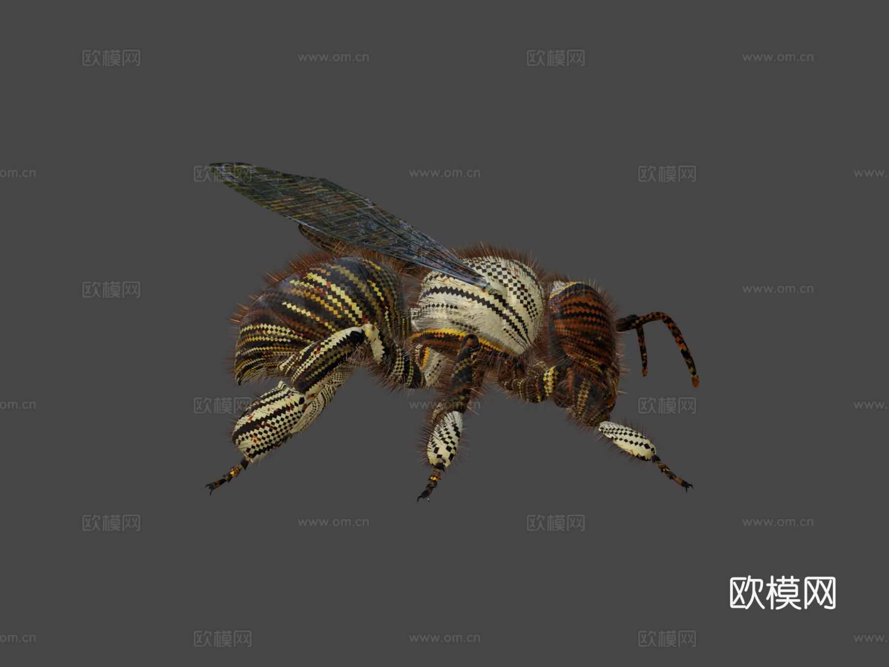 蜜蜂3d模型