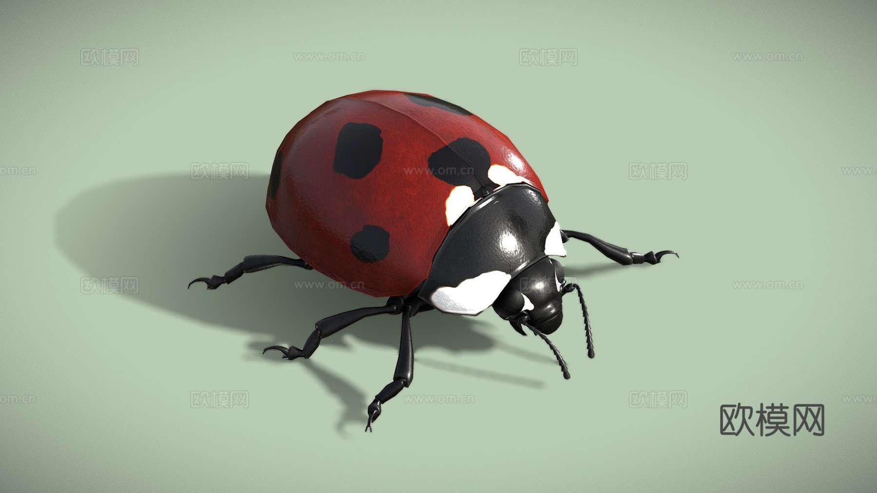 动画瓢虫3d模型