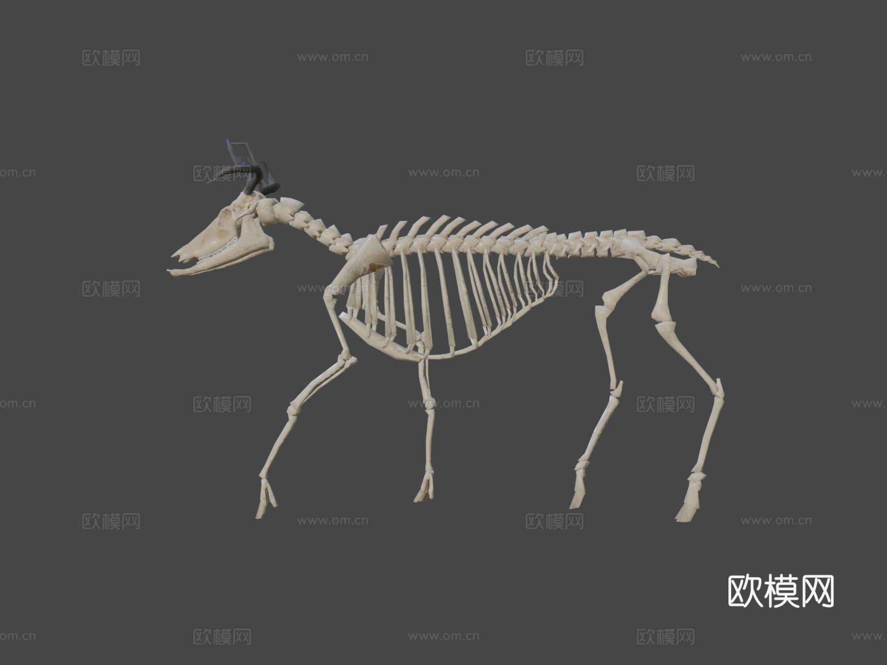 低多边形鹿骨架3d模型