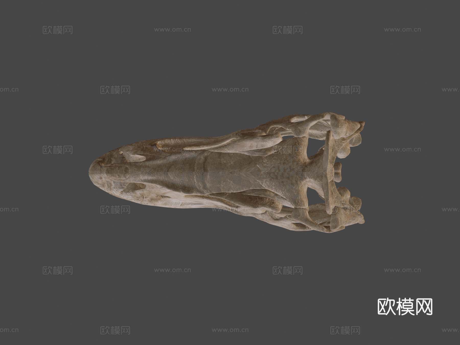 异特龙头骨3d模型