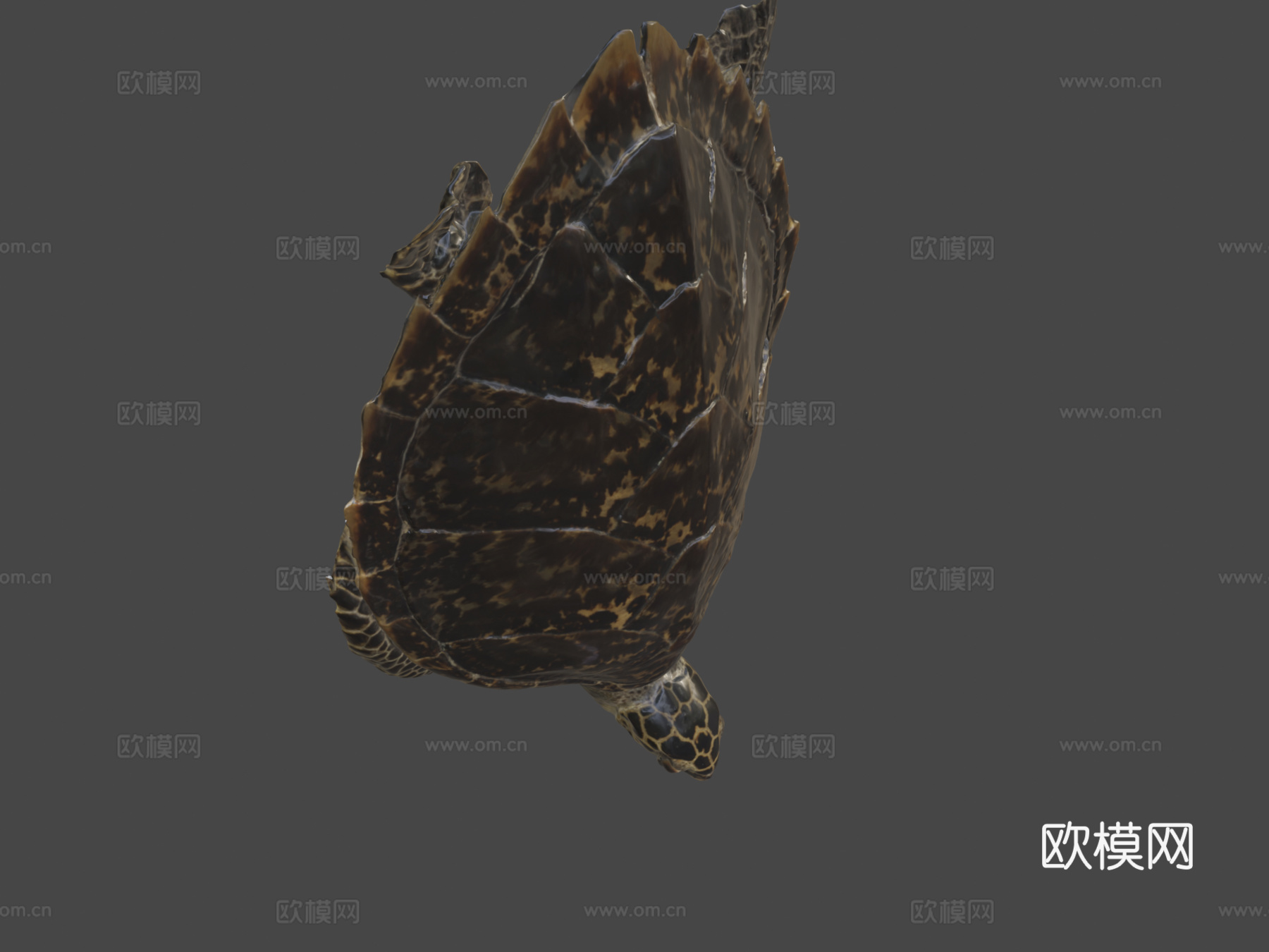 玳瑁海龟3d模型