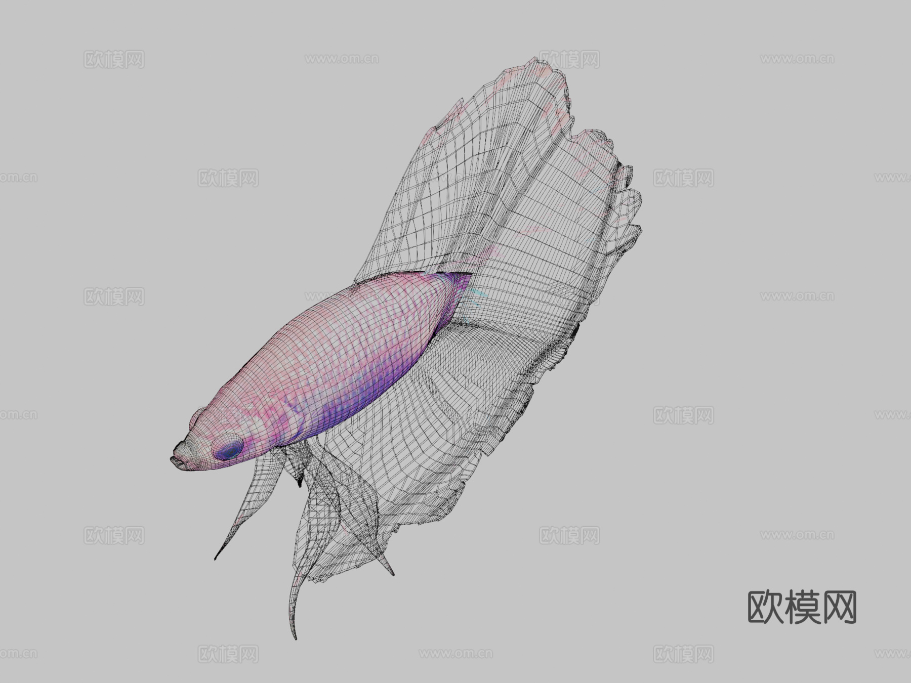 热带鱼23d模型
