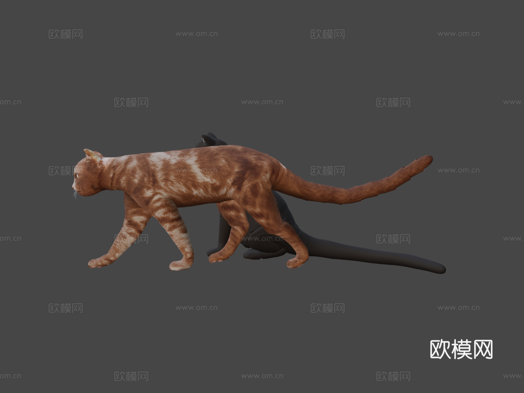 名叫玛吉的猫3d模型