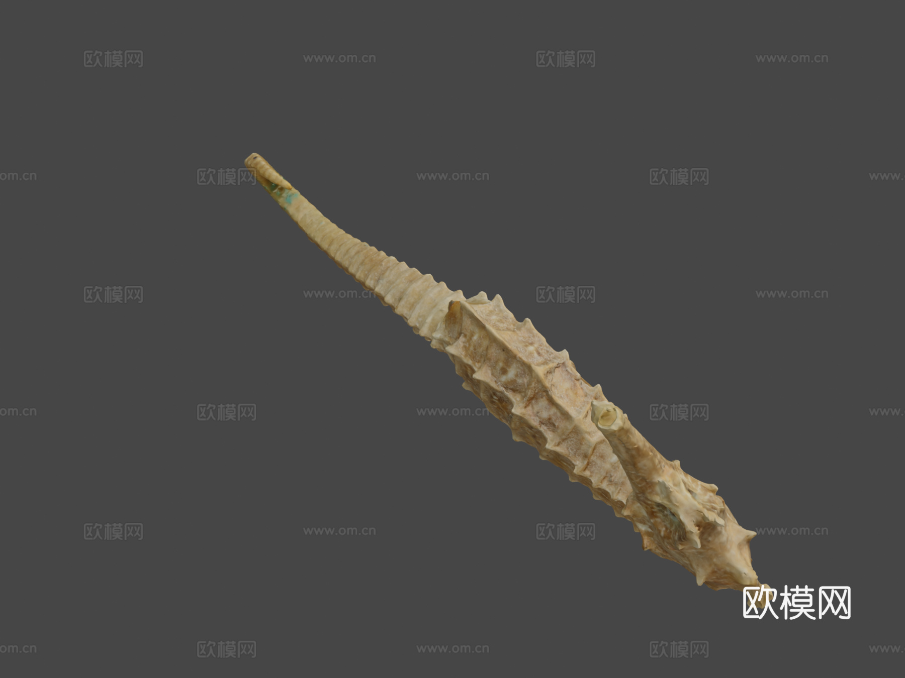海马3d模型