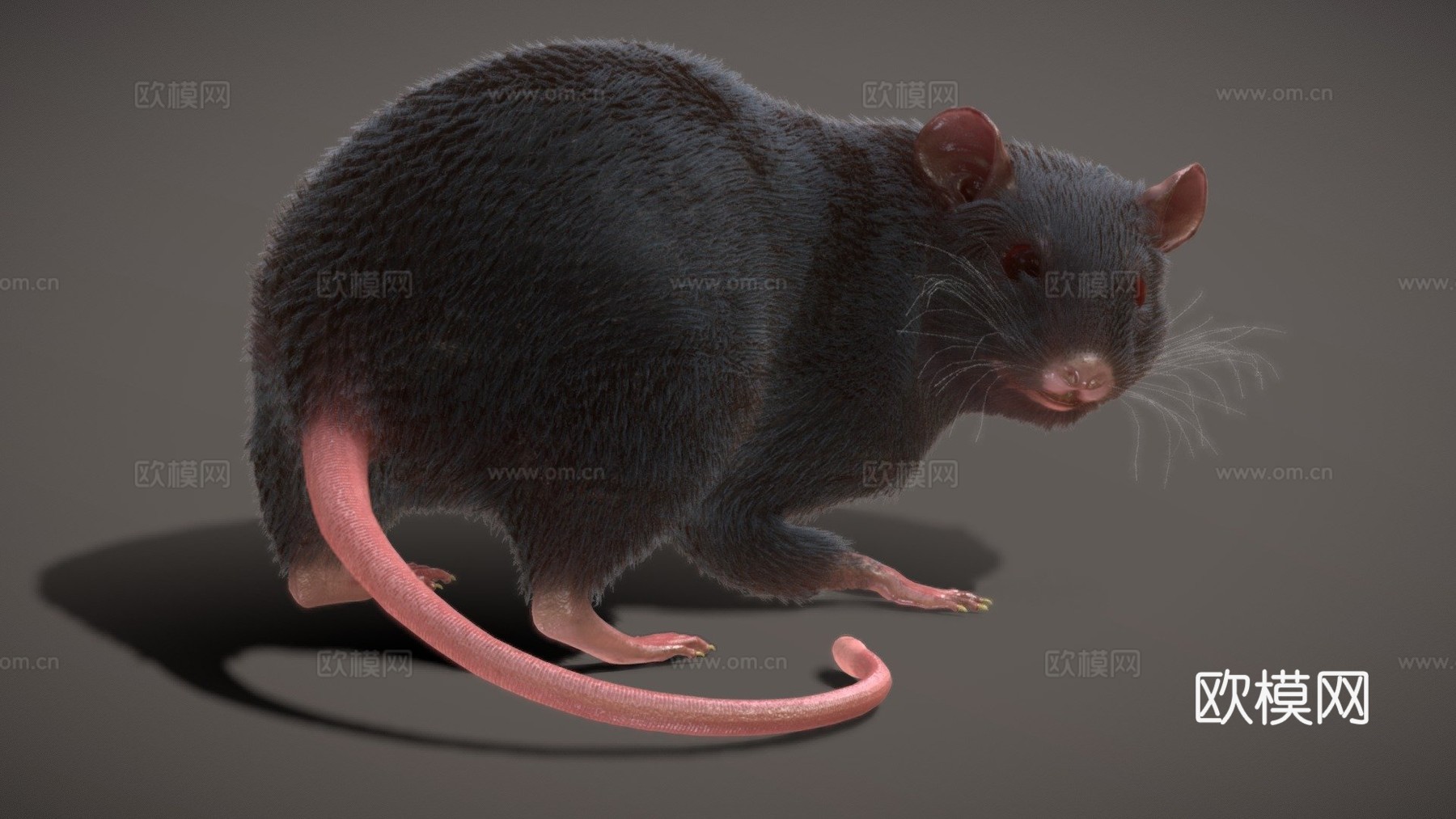 老鼠绑定动画PBR实时毛发3d模型