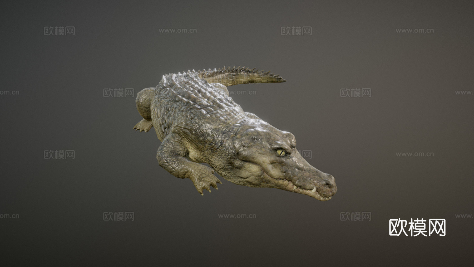 鳄鱼动画3d模型