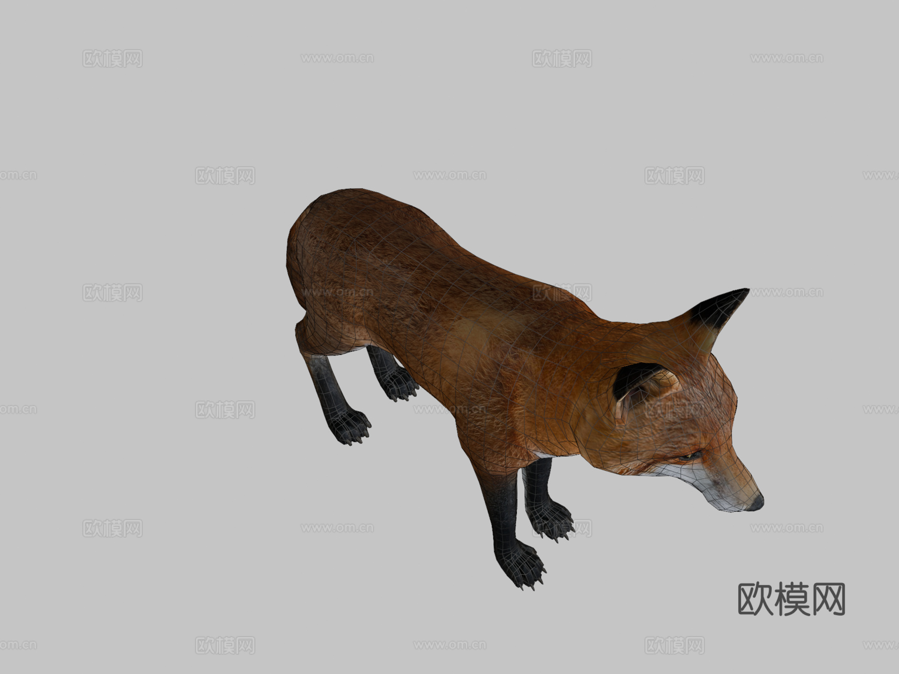雄性狐狸3d模型