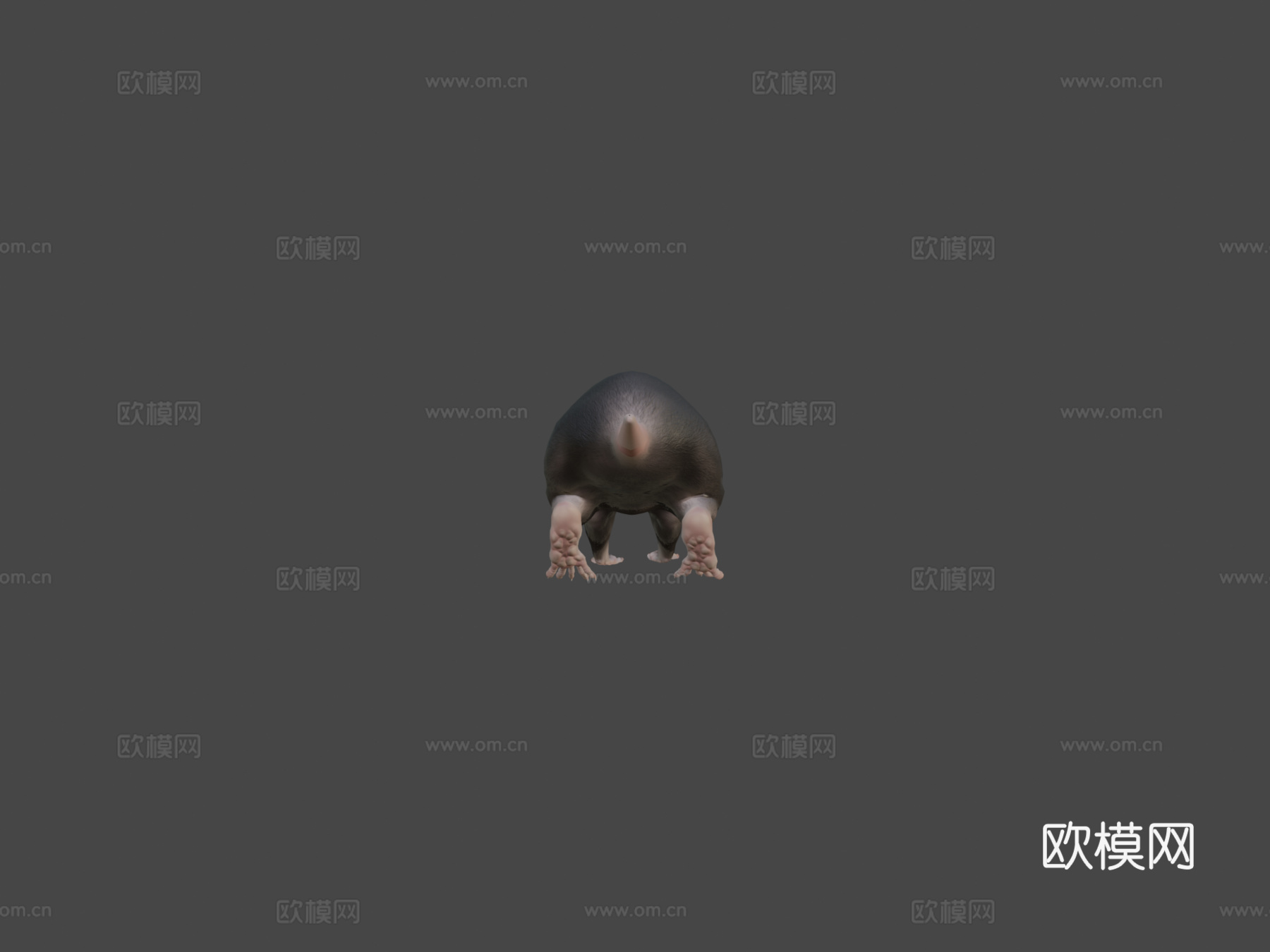 老鼠3d模型