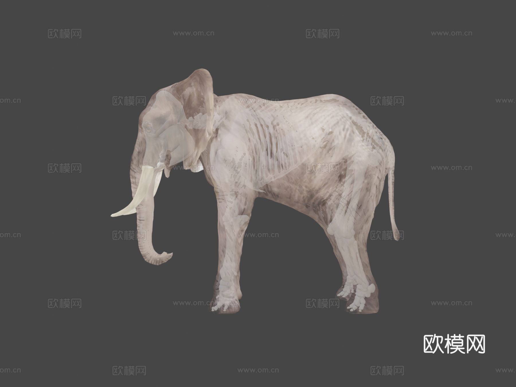 非洲象骨骼3d模型