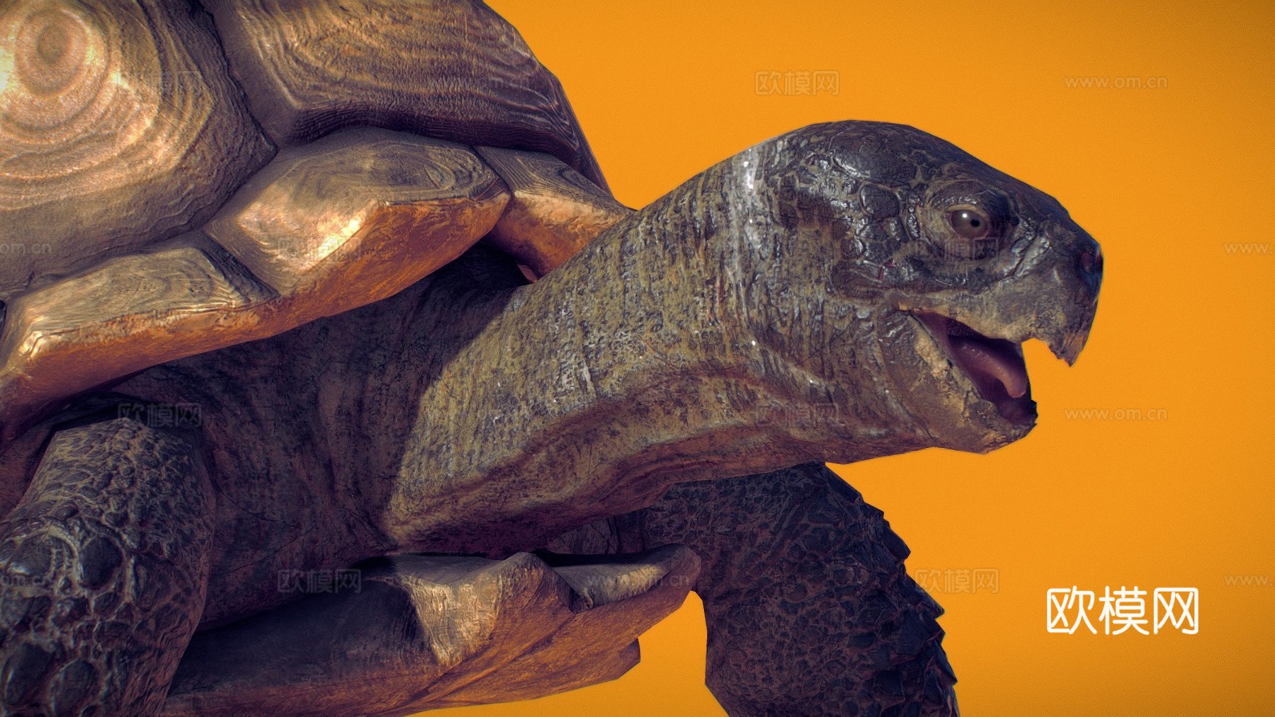 苏卡达陆龟01号3d模型