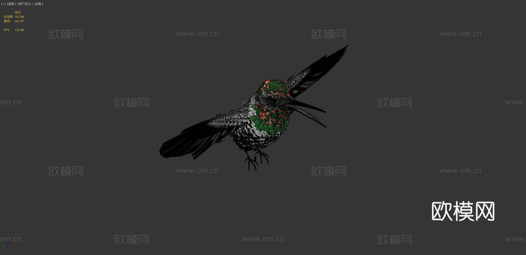 红喉蜂鸟♂3d模型