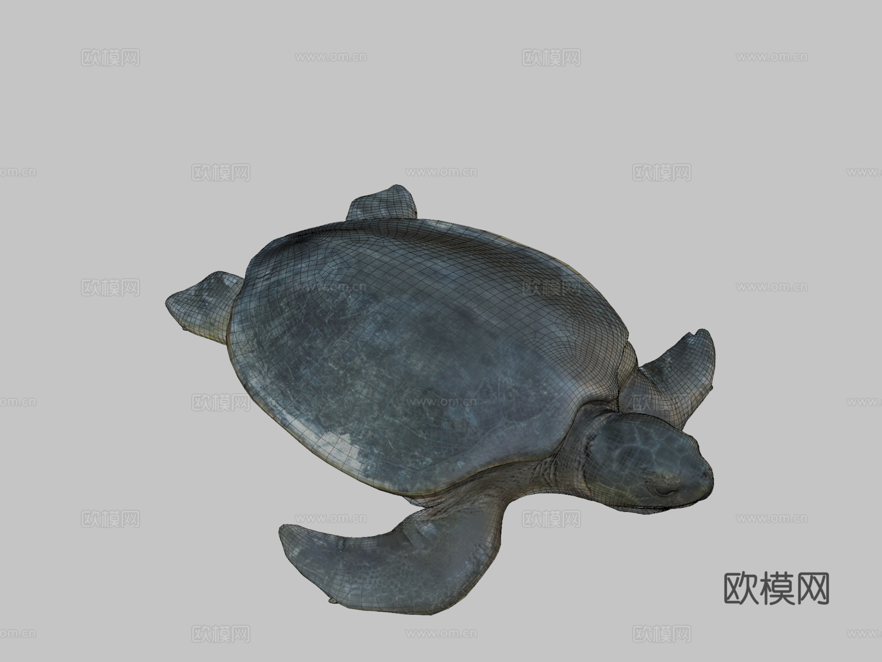 模型53A-平背海龟3d模型