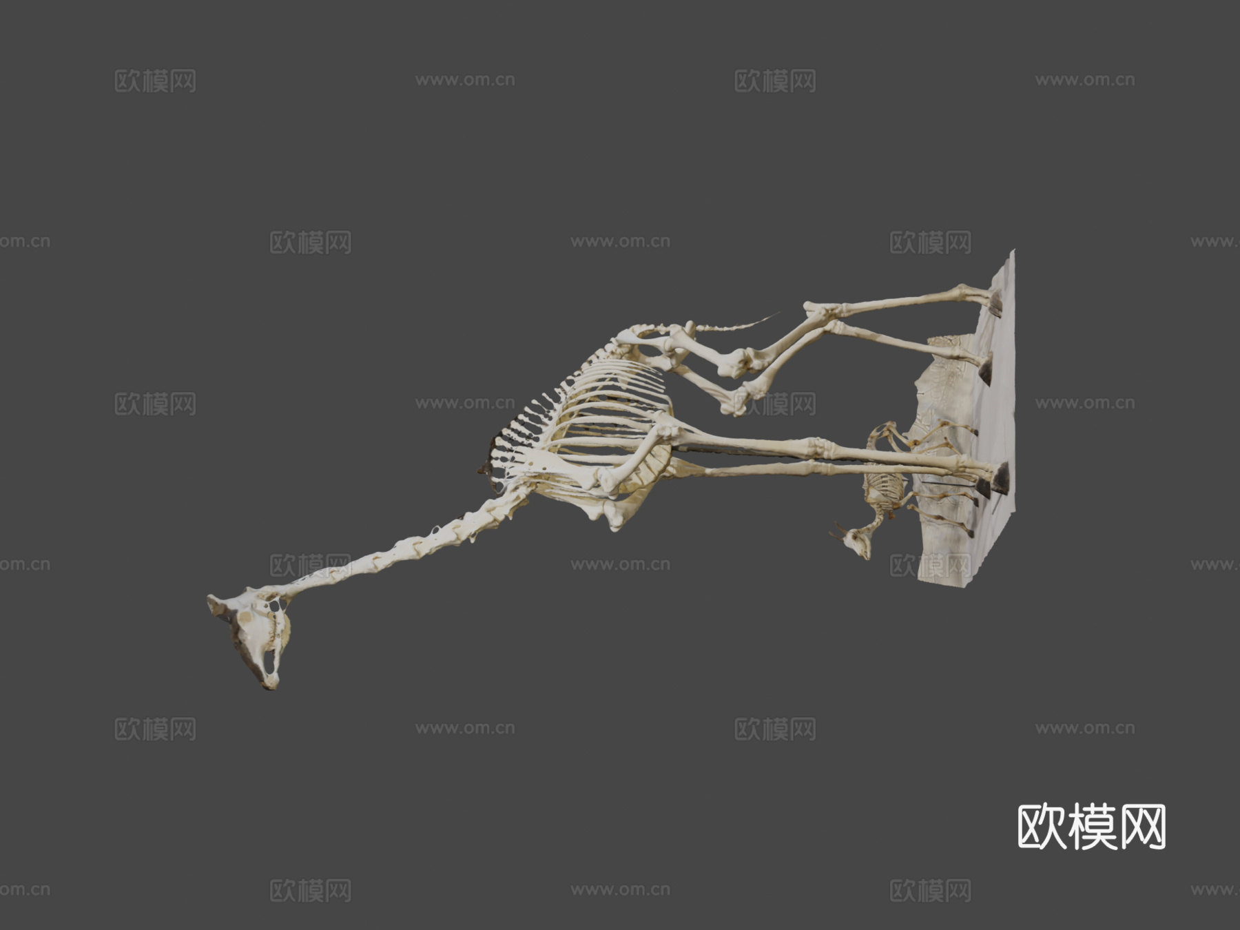 长颈鹿骨架3d模型