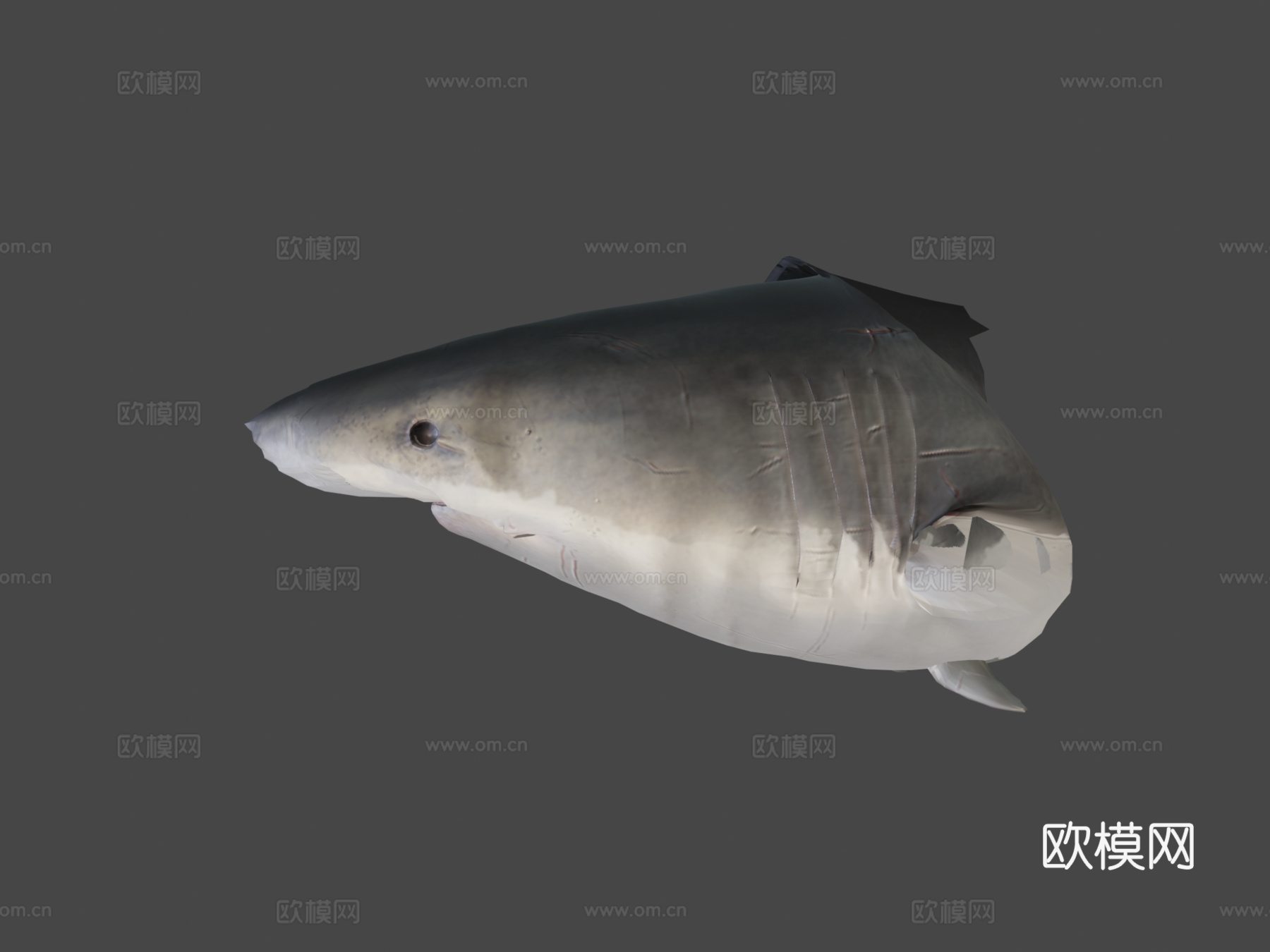 巨齿鲨3d模型