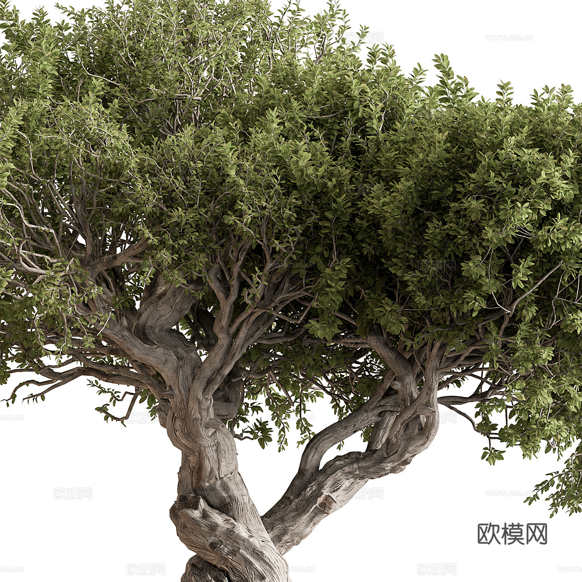 新中式侘寂绿植盆栽3d模型