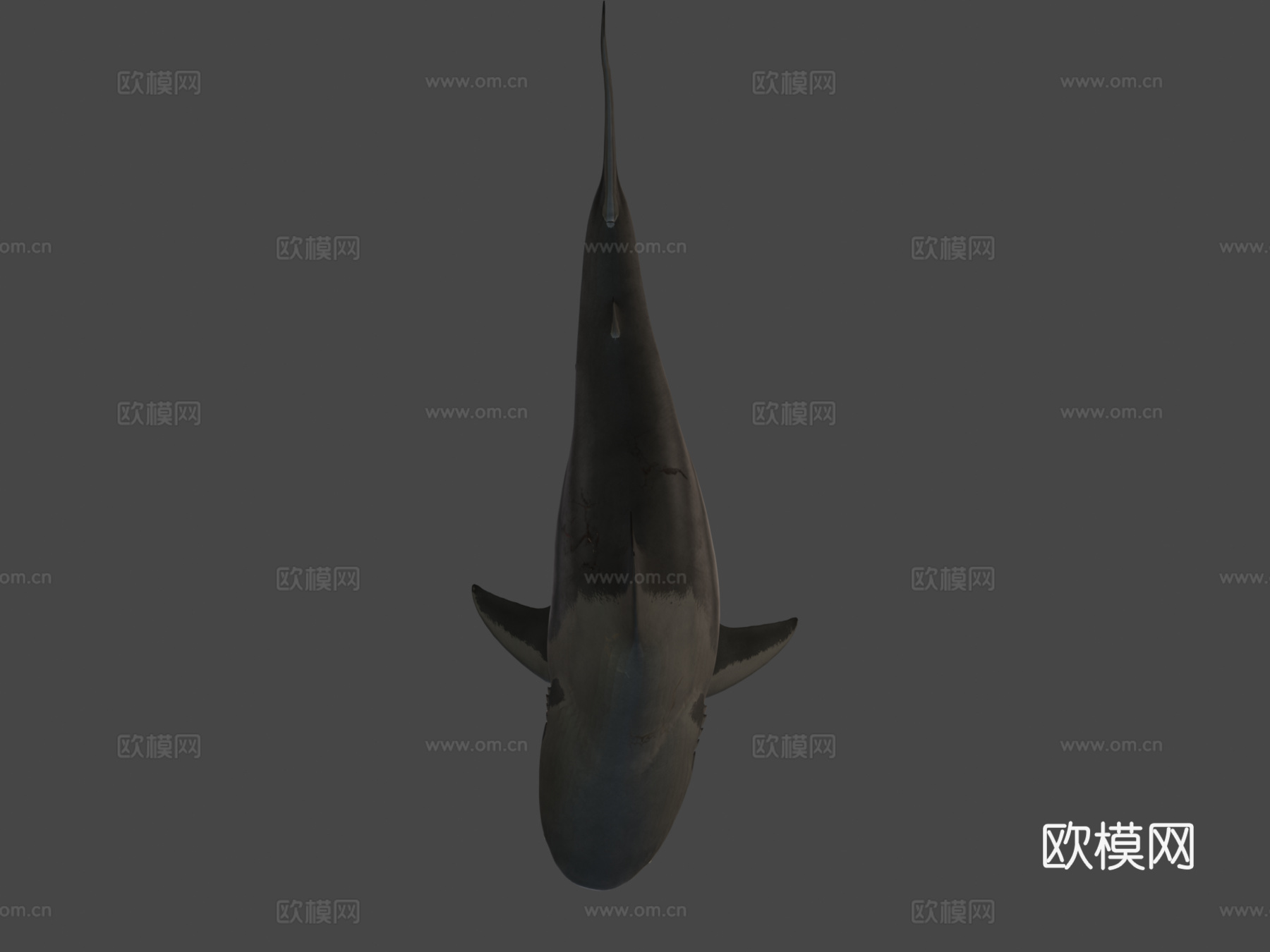 公牛鲨3d模型