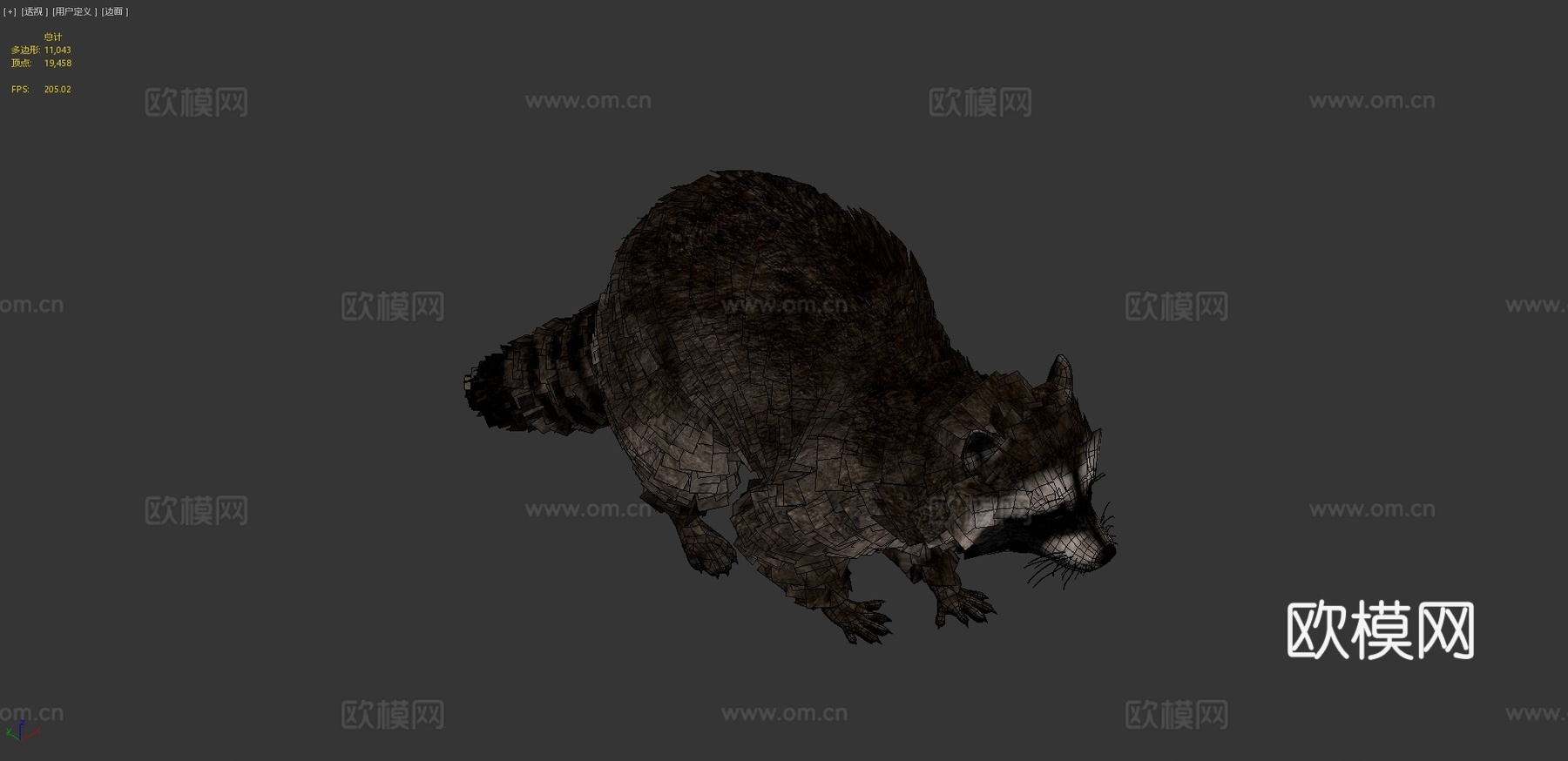 写实浣熊3d模型