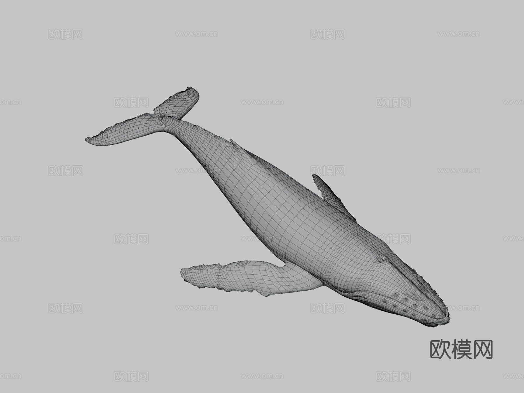 座头鲸(大翅鲸)3d模型