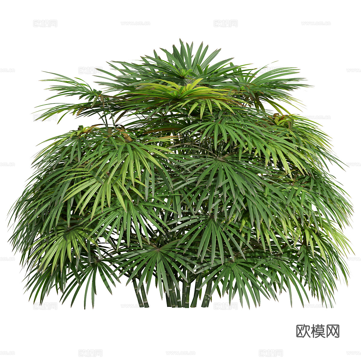现代灌木 景观树3d模型