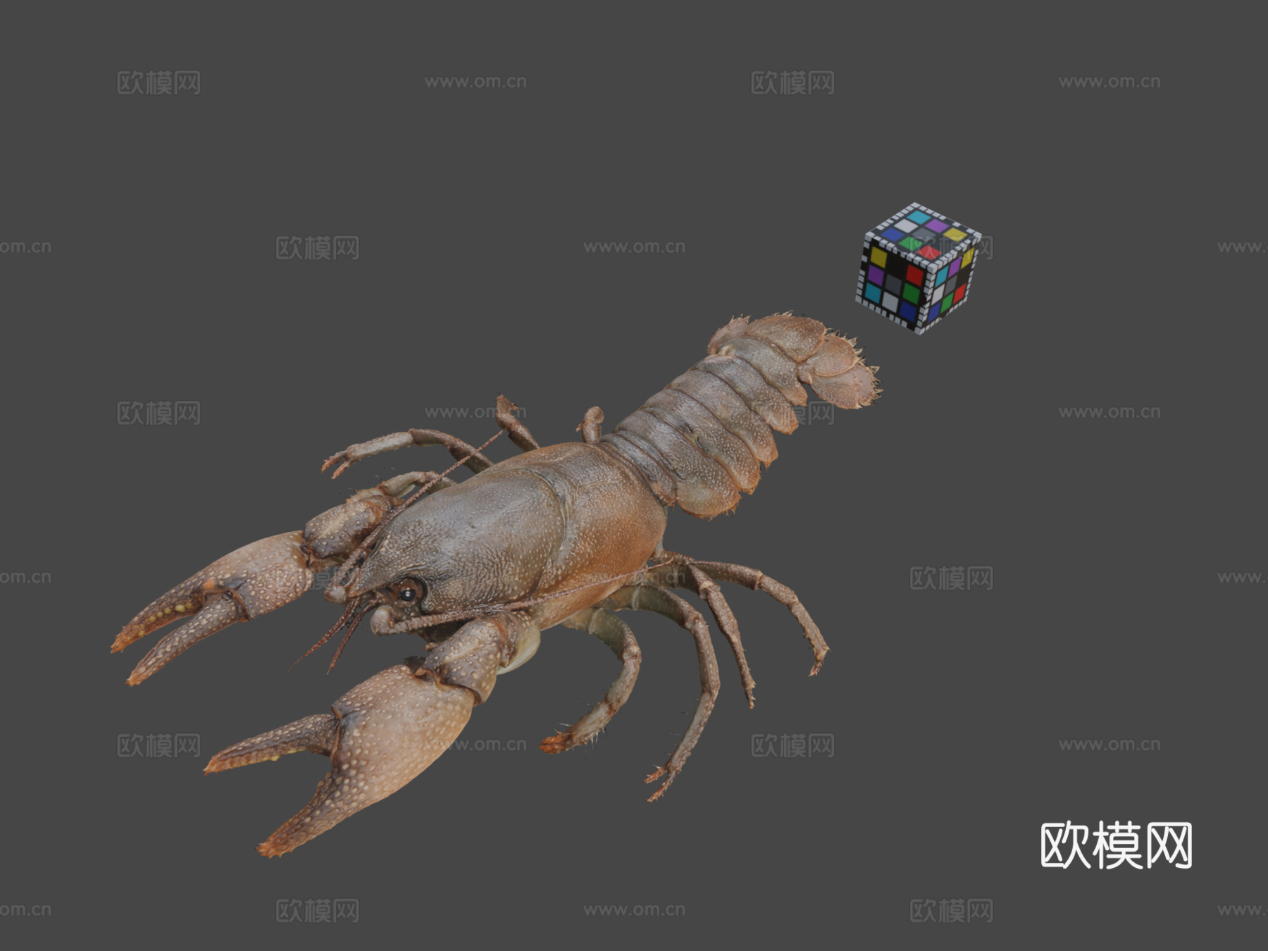 CC0日本蝲蛄?♀日本小龙虾3d模型