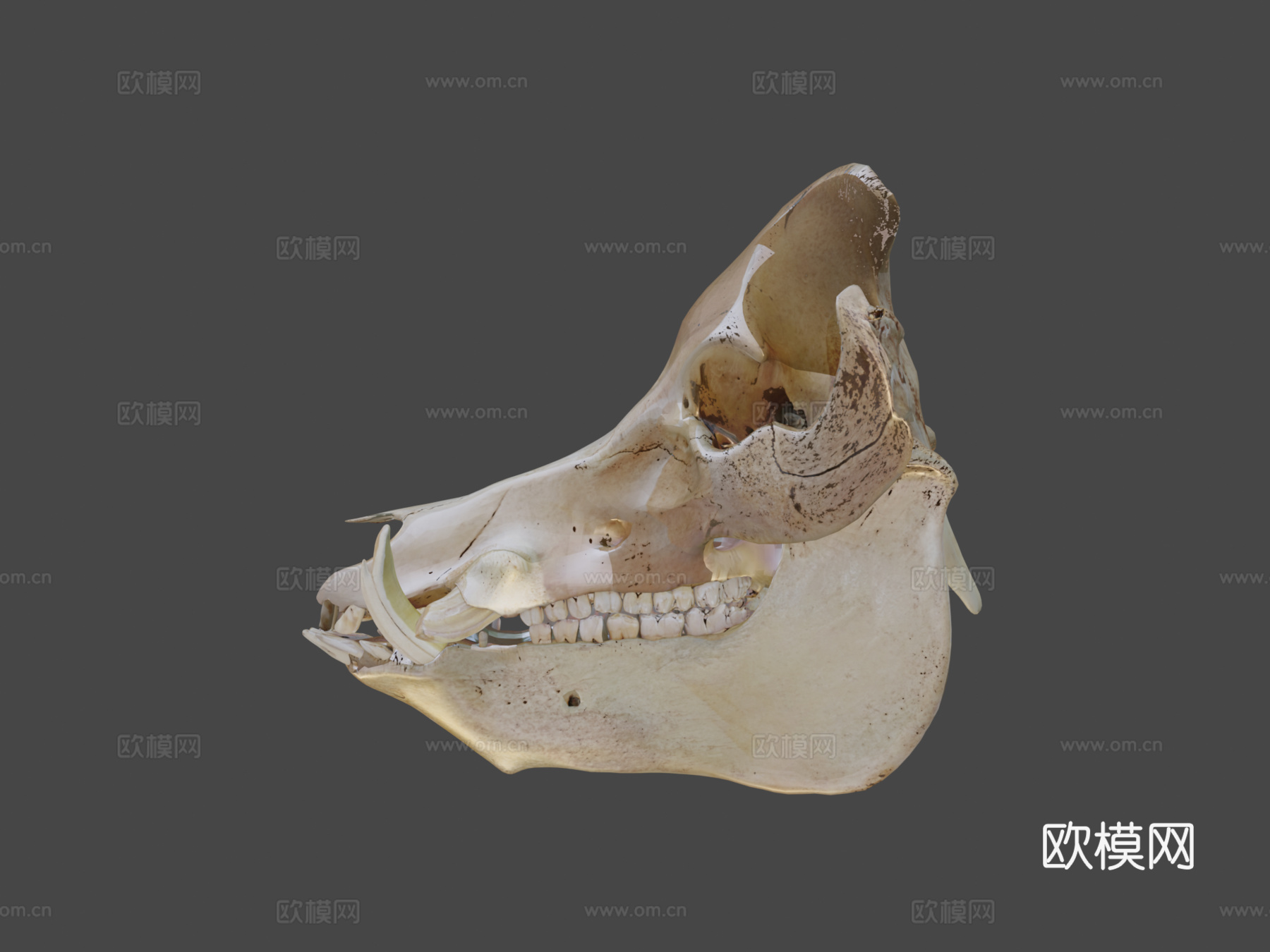 野猪头骨3d模型