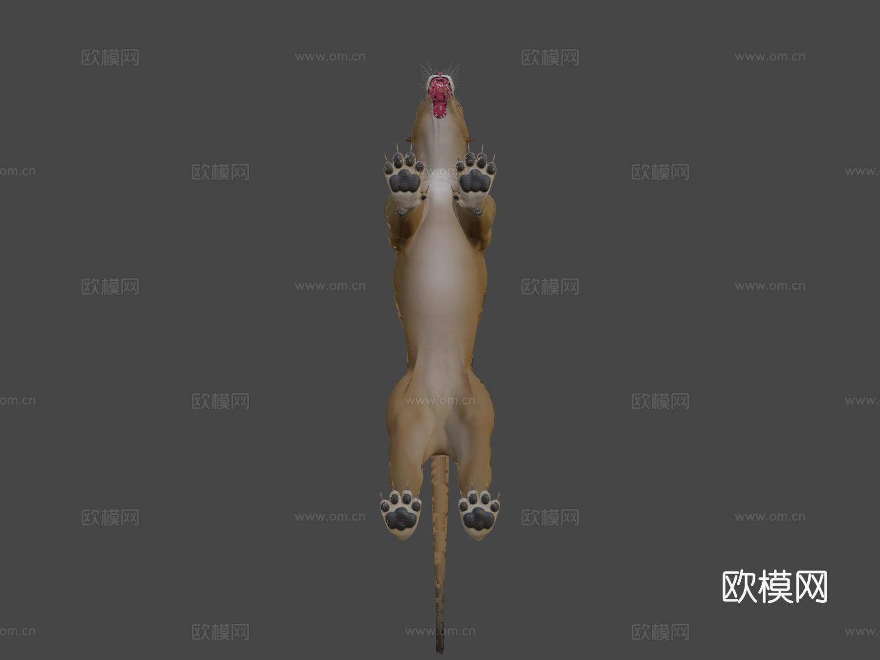免费强壮母狮-4K3d模型