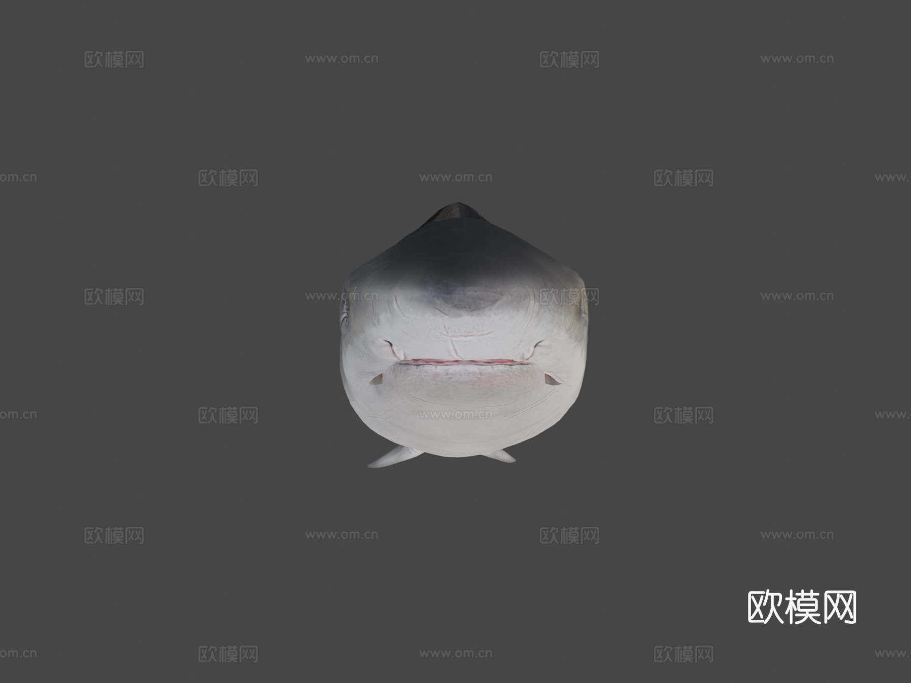 动画游泳大白鲨循环3d模型