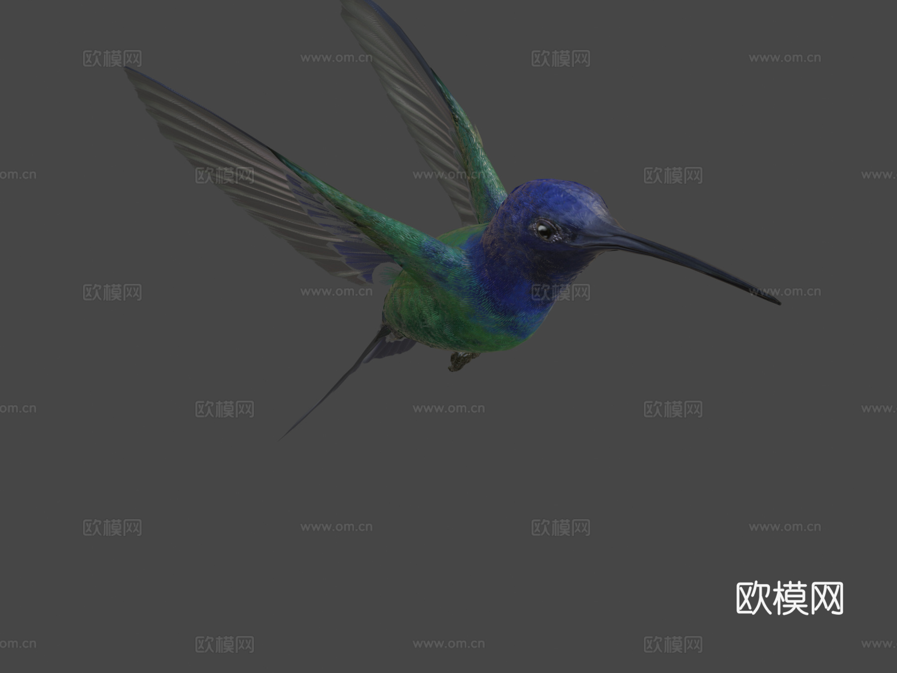 燕尾蜂鸟3d模型