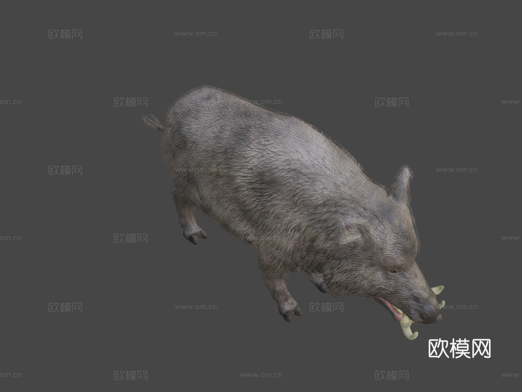 野猪动画3d模型