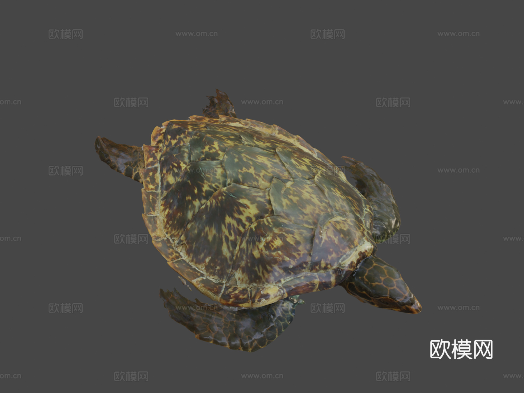 海龟3d模型