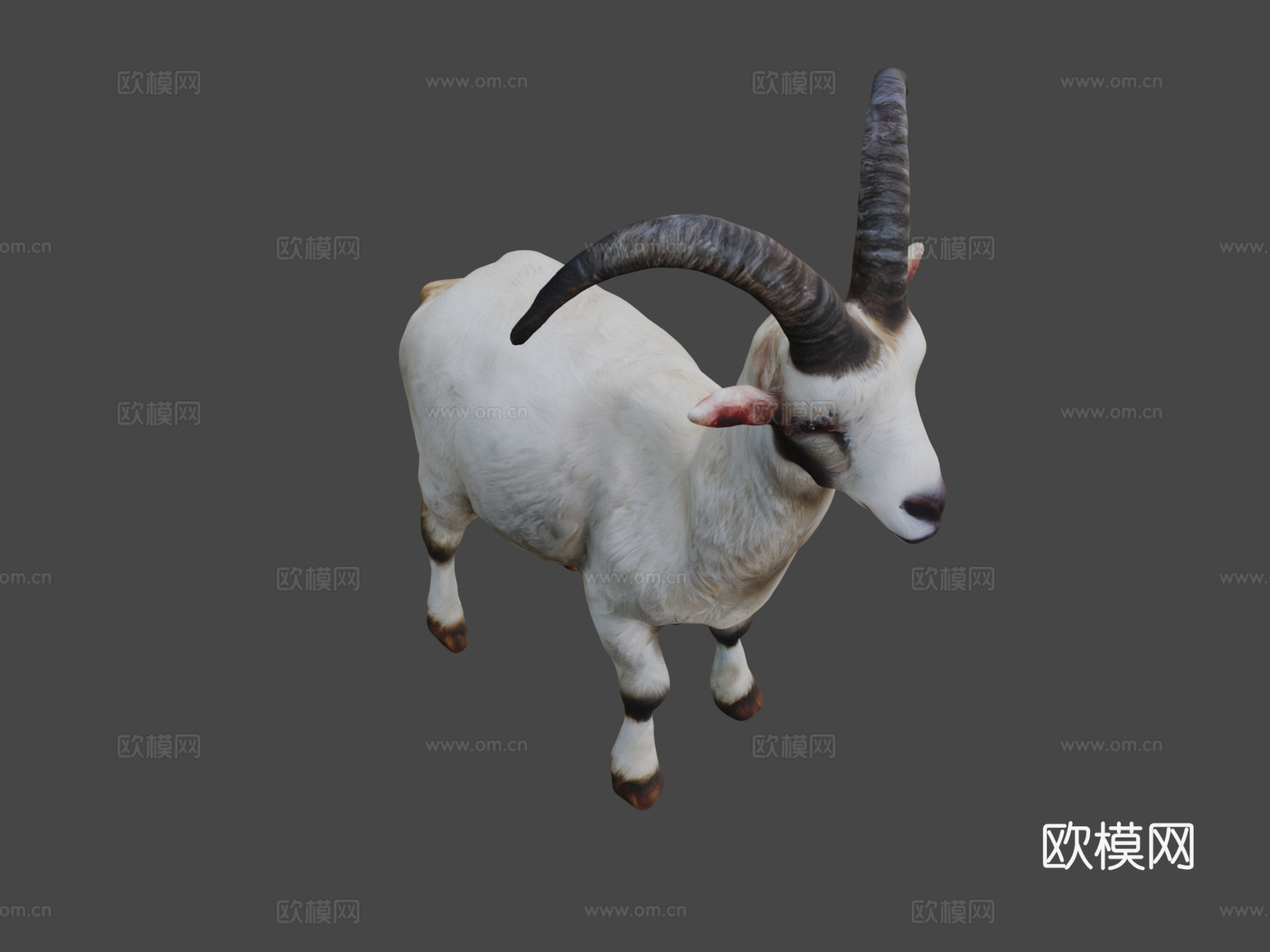 山羊3d模型