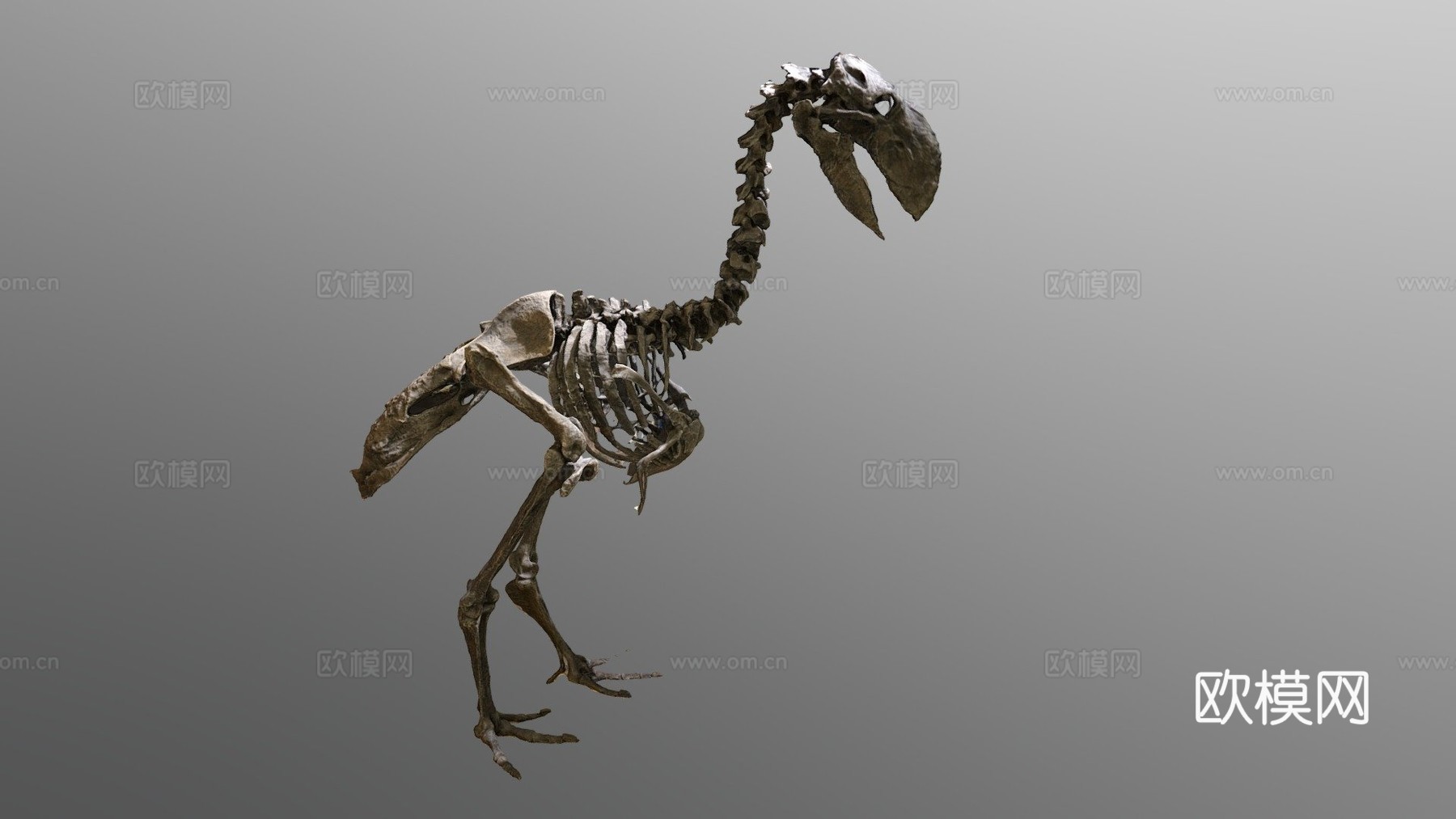 不飞鸟化石骨架3d模型