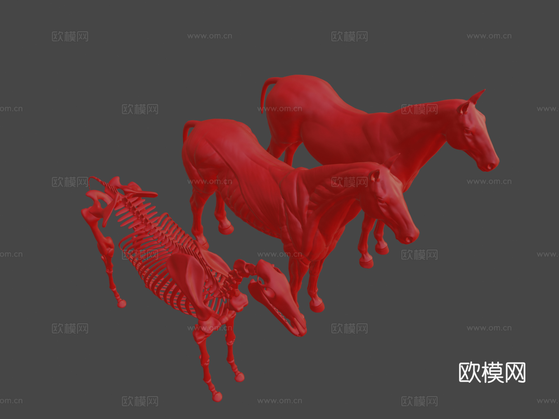 马匹解剖生态皮肤3d模型