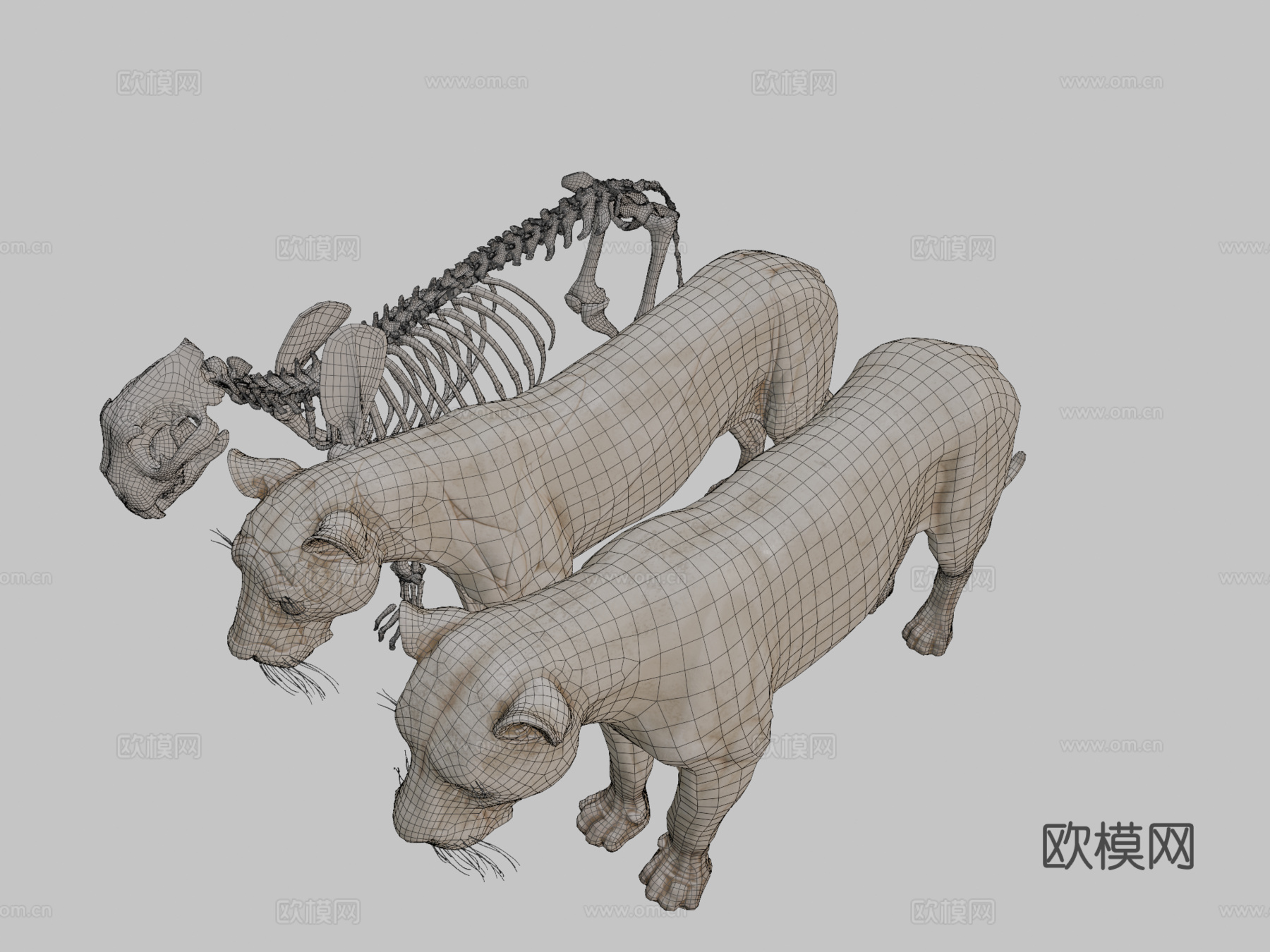 动物狮子解剖皮肤剥离3d模型